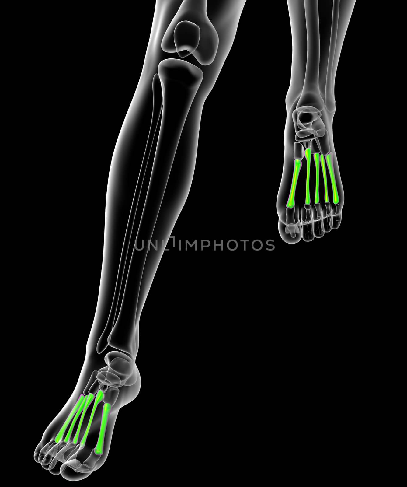 3d render medical illustration of the metatarsal bones - front view