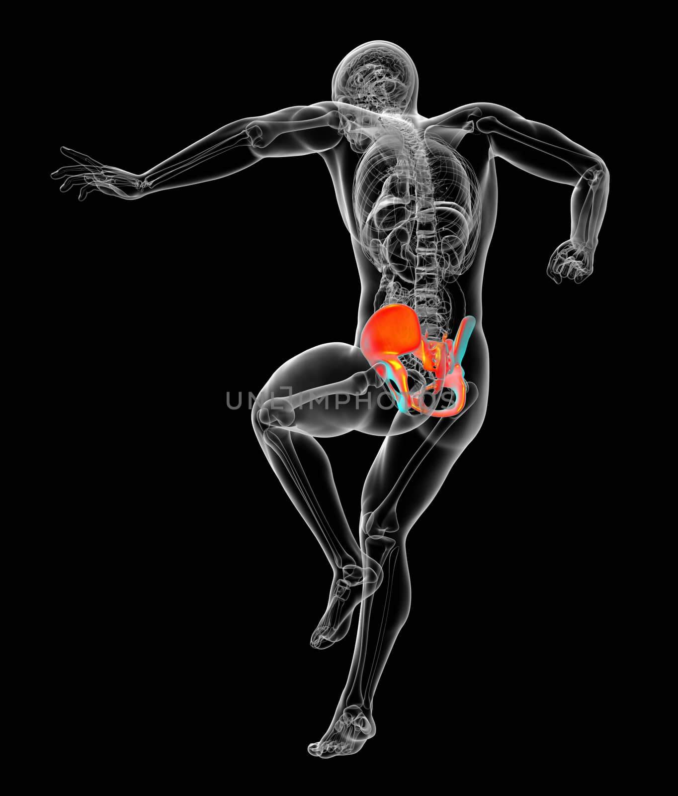 3d render medical illustration of the pelvis bone - back view