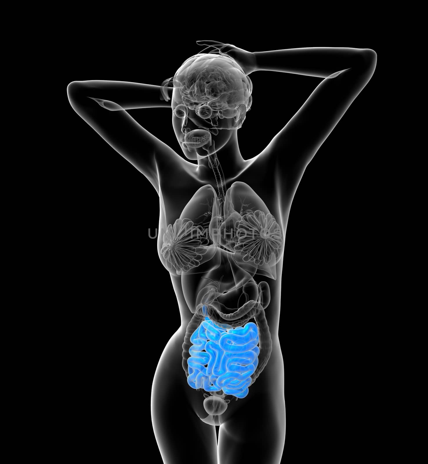 3d render medical illustration of the human small intestine - front view