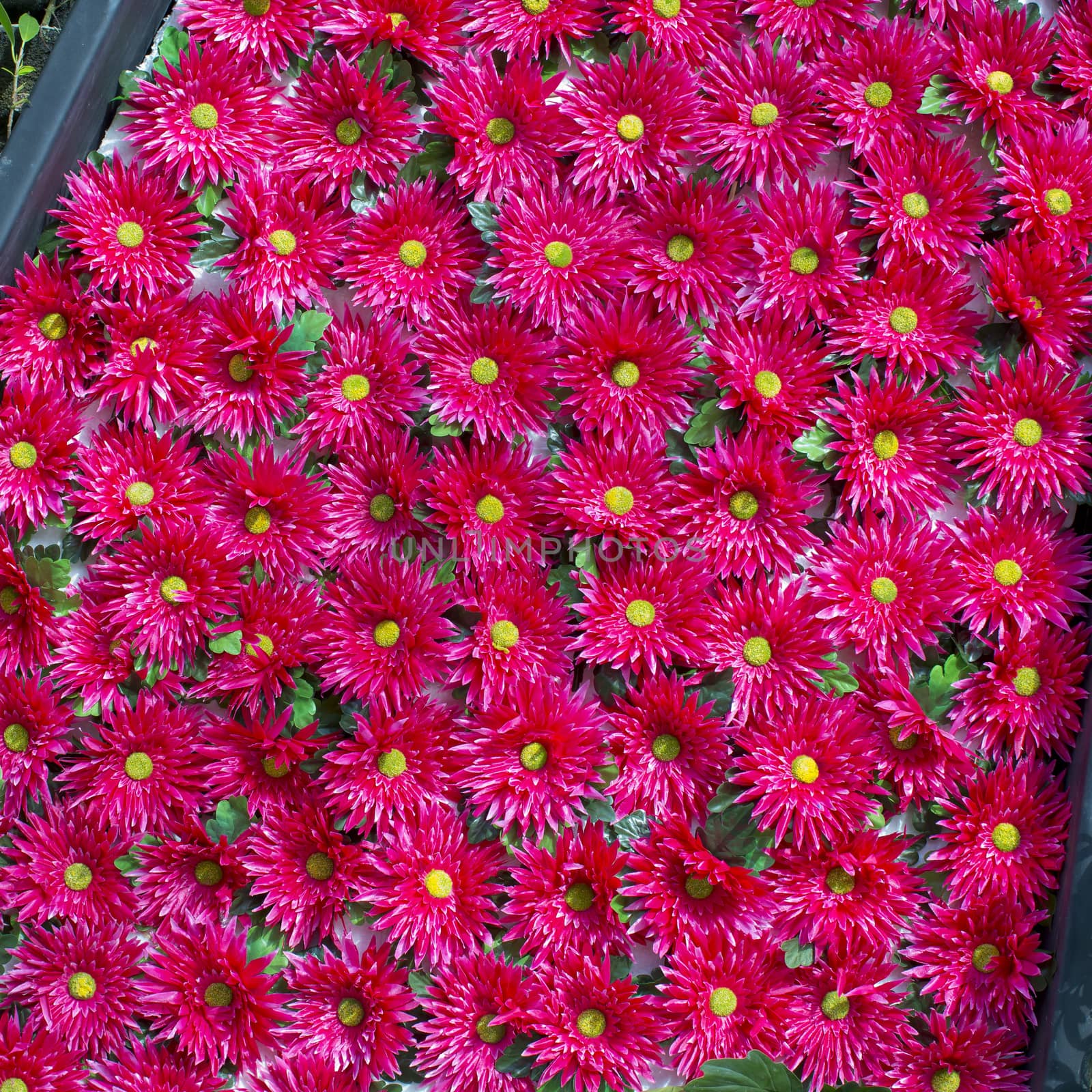 Plenty red natural flowers seamless background