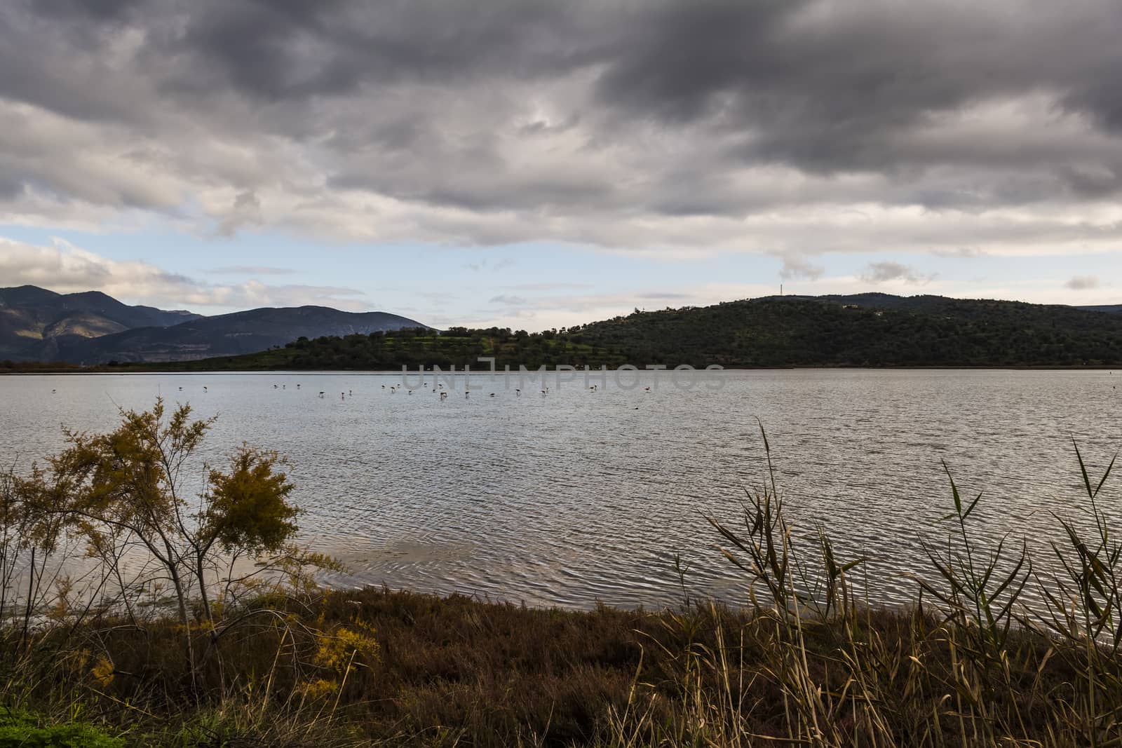 Flamingos in the Psifta lake