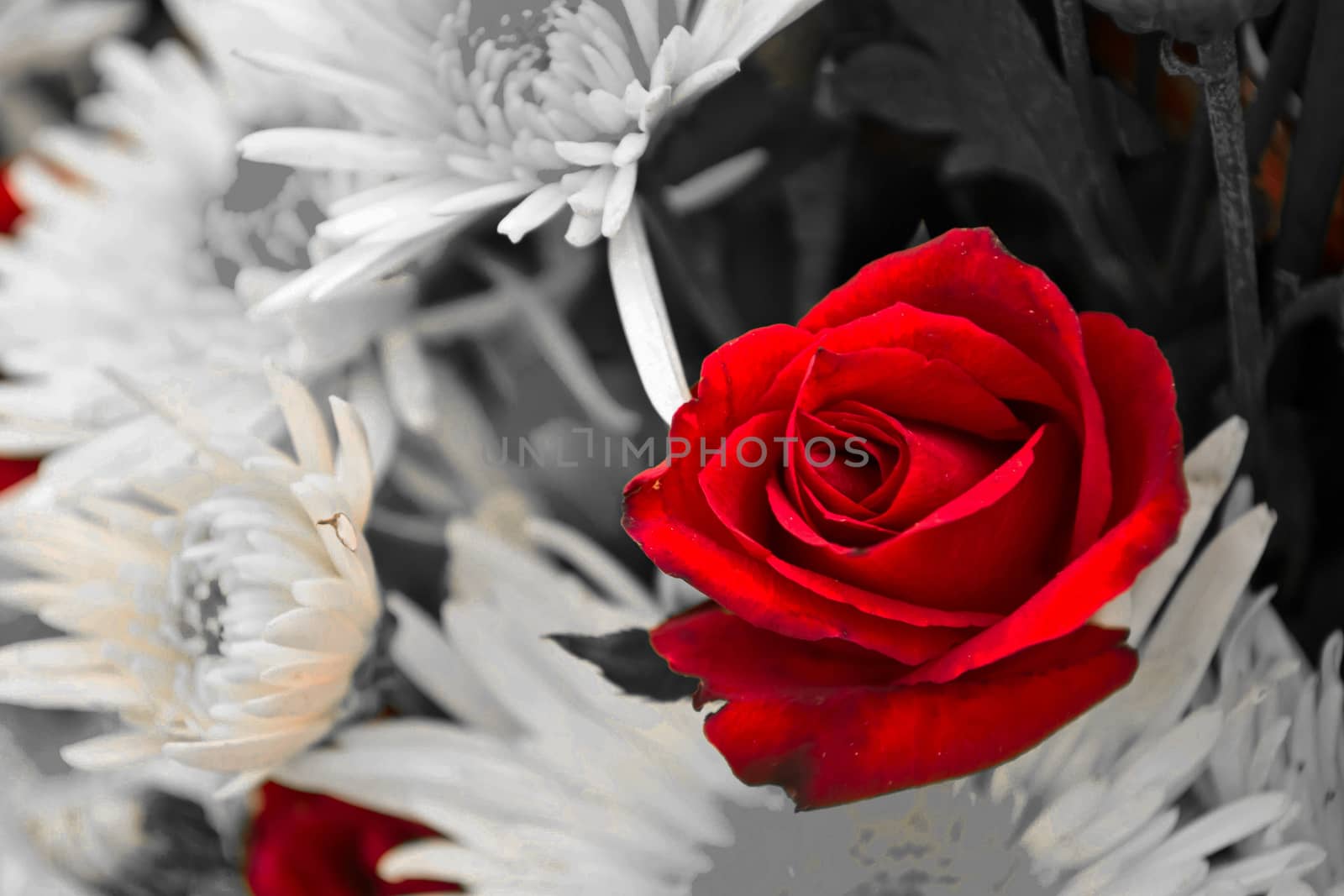 Abstract background of rose flowers