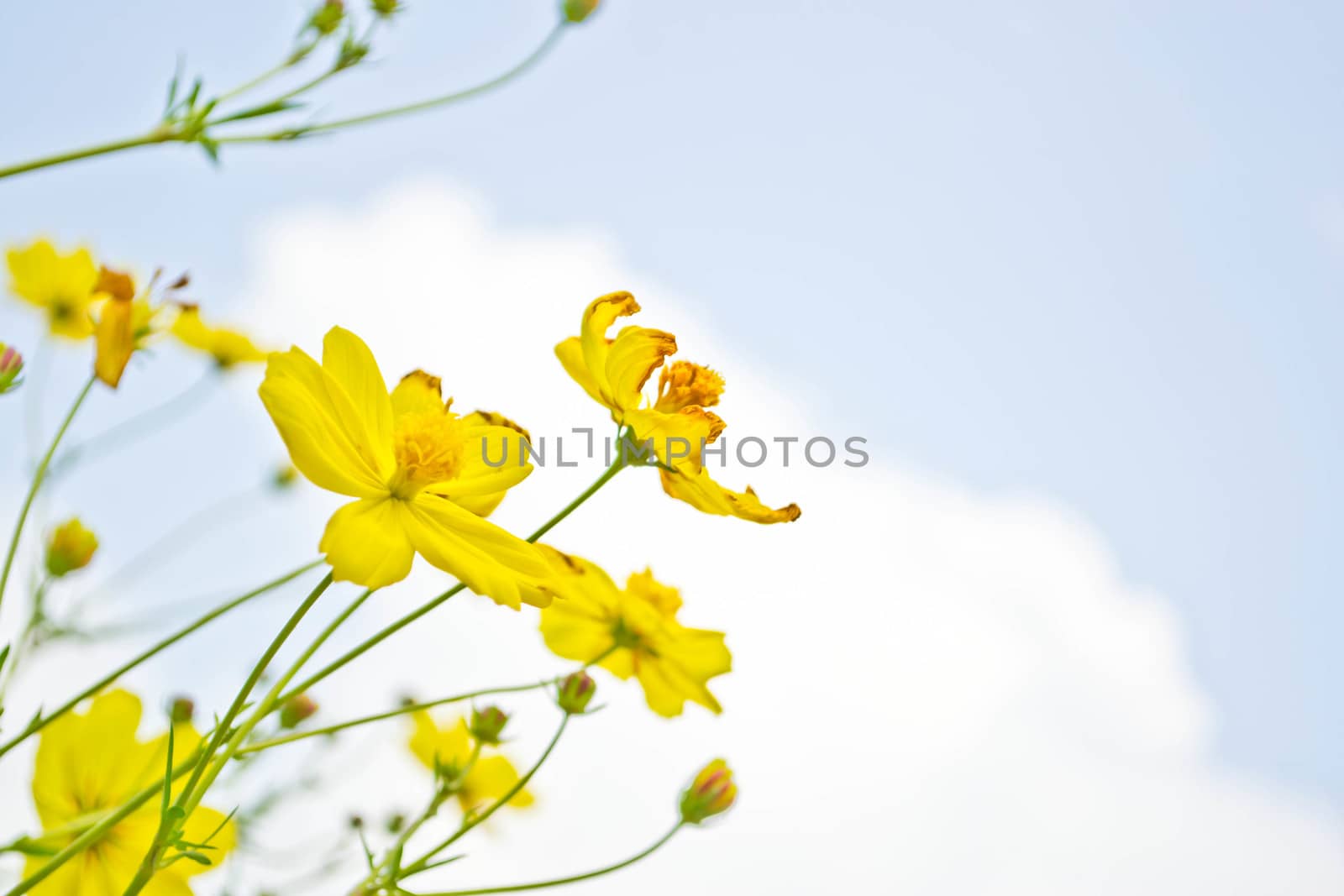 Yellow flowers on blue sky 