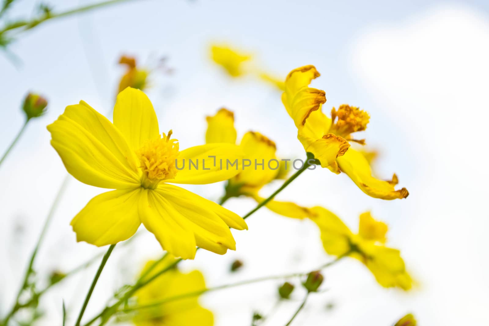 Yellow flowers on blue sky 