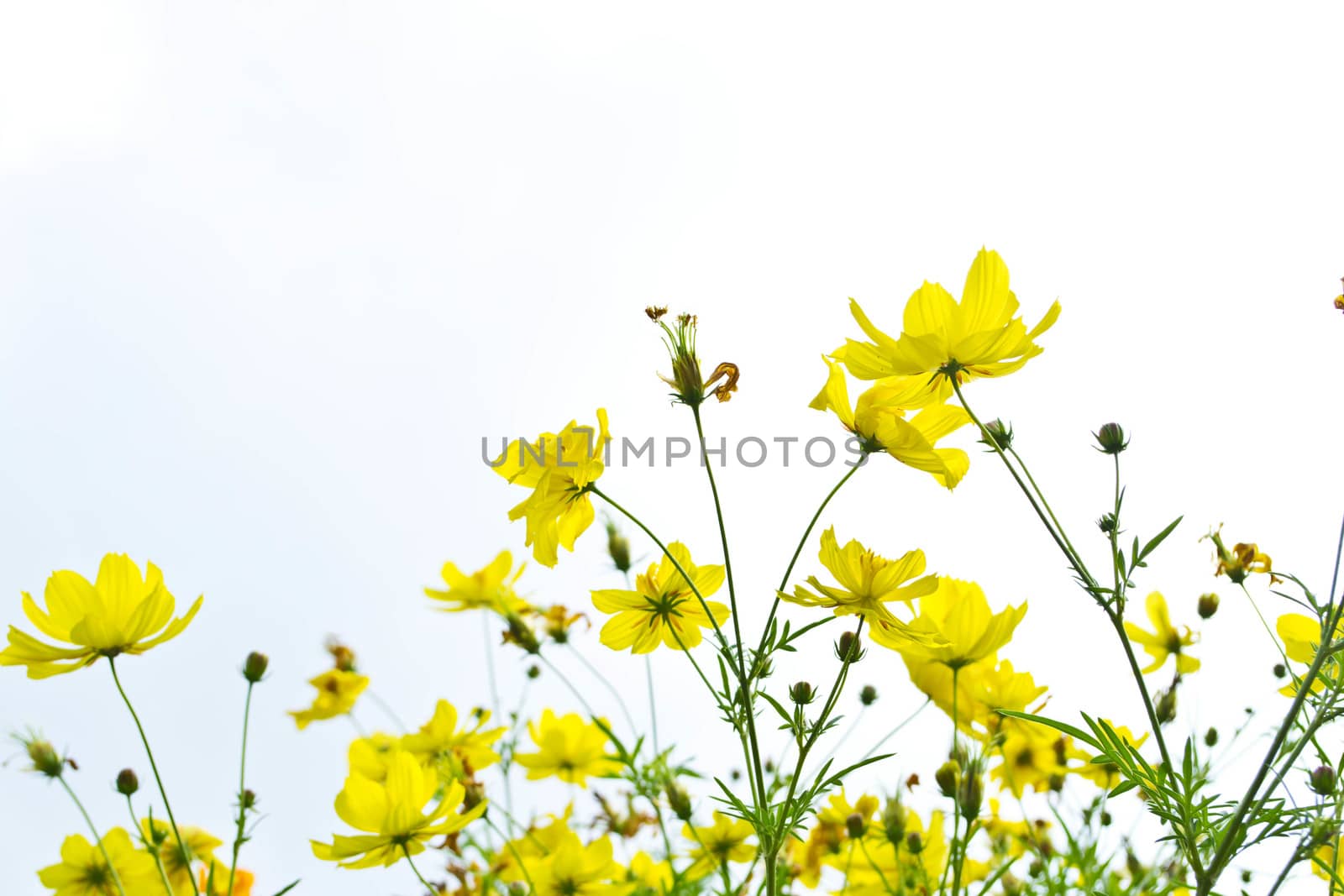 Yellow flowers on blue sky  by Thanamat
