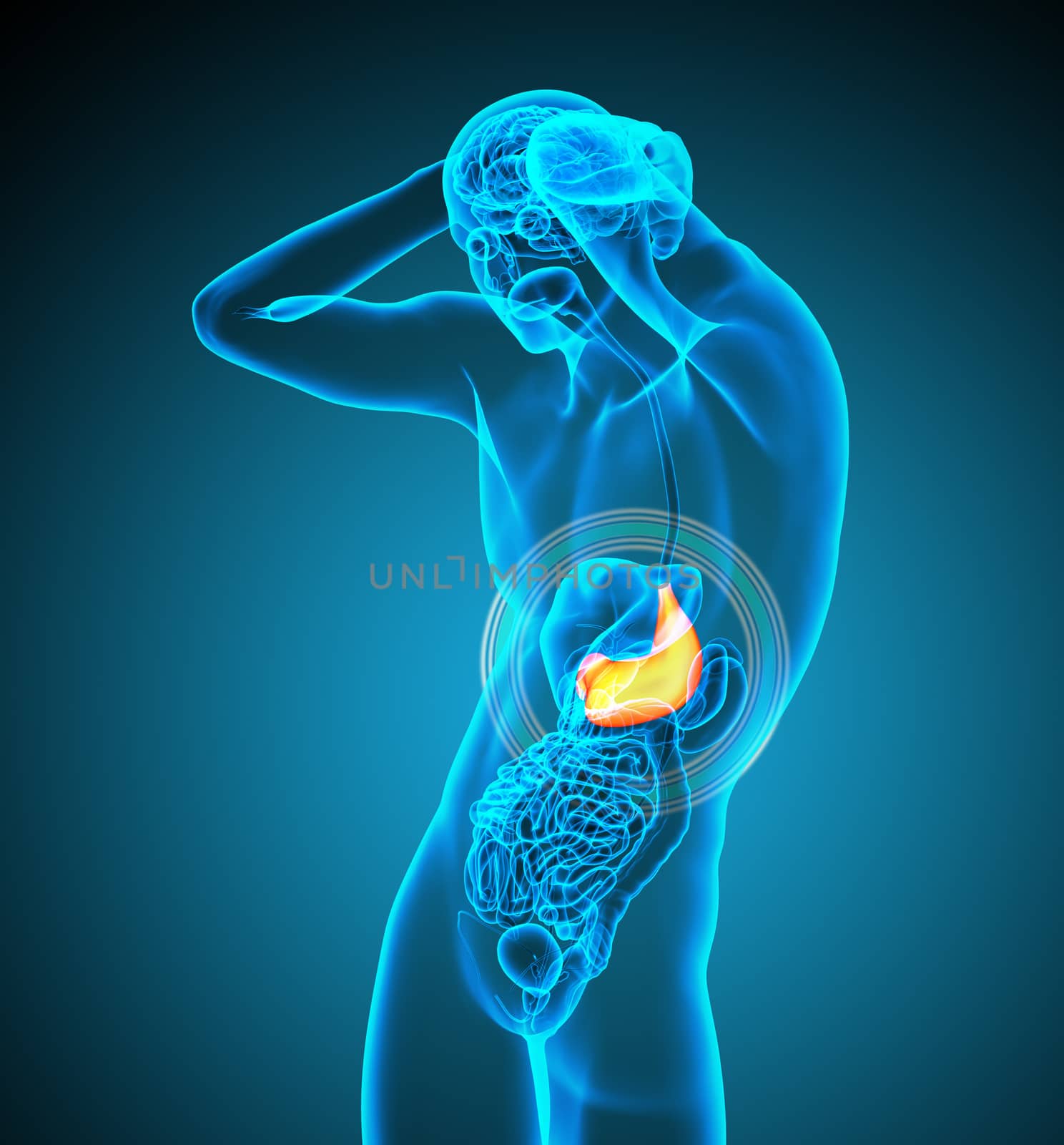 3d render medical illustration of the stomach - side view