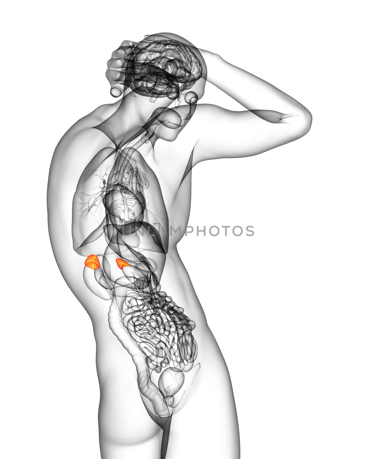 3d render medical illustration of the human adrenal glands - side view