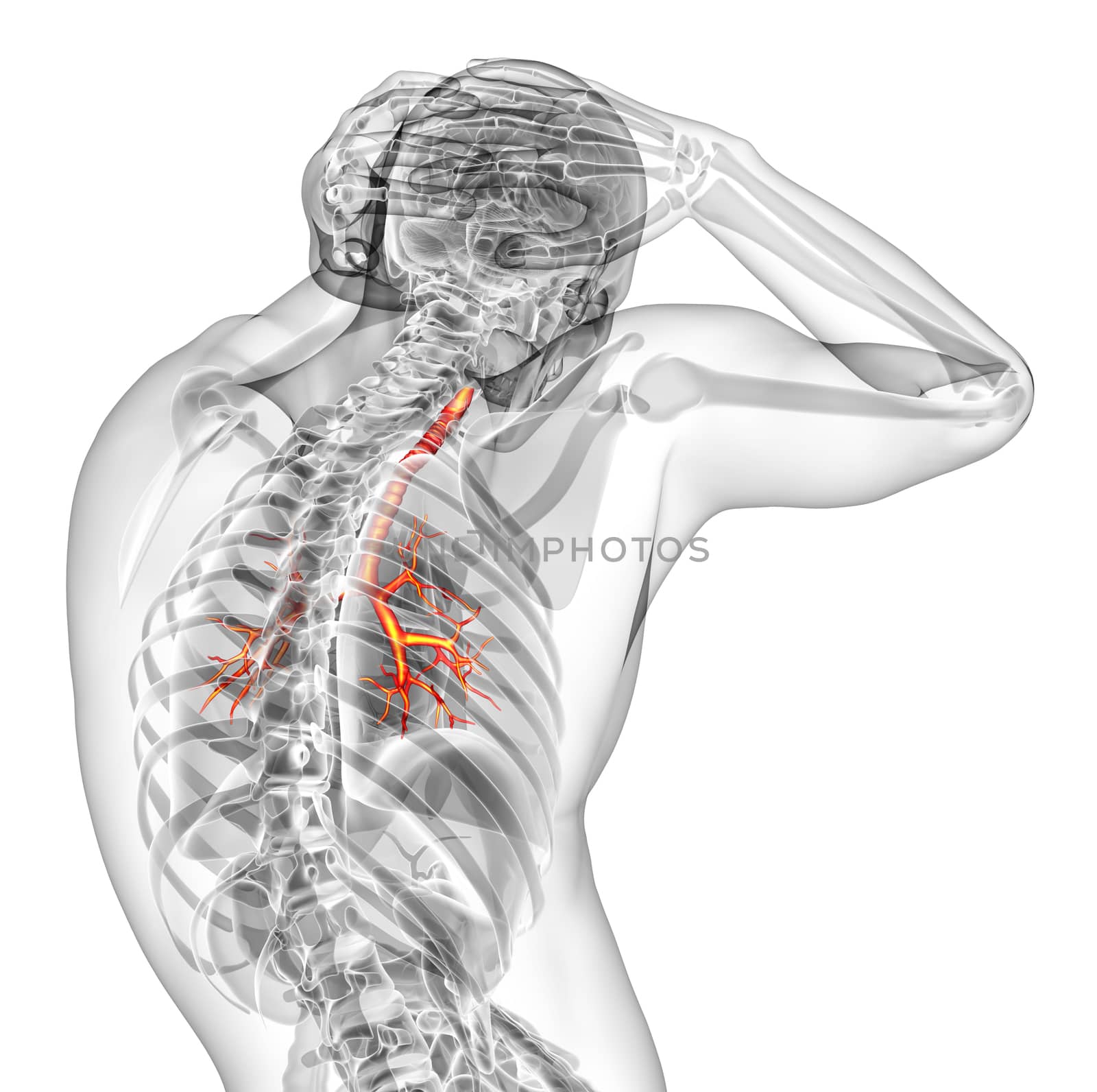 3d render medical illustration of the brounchi - back view