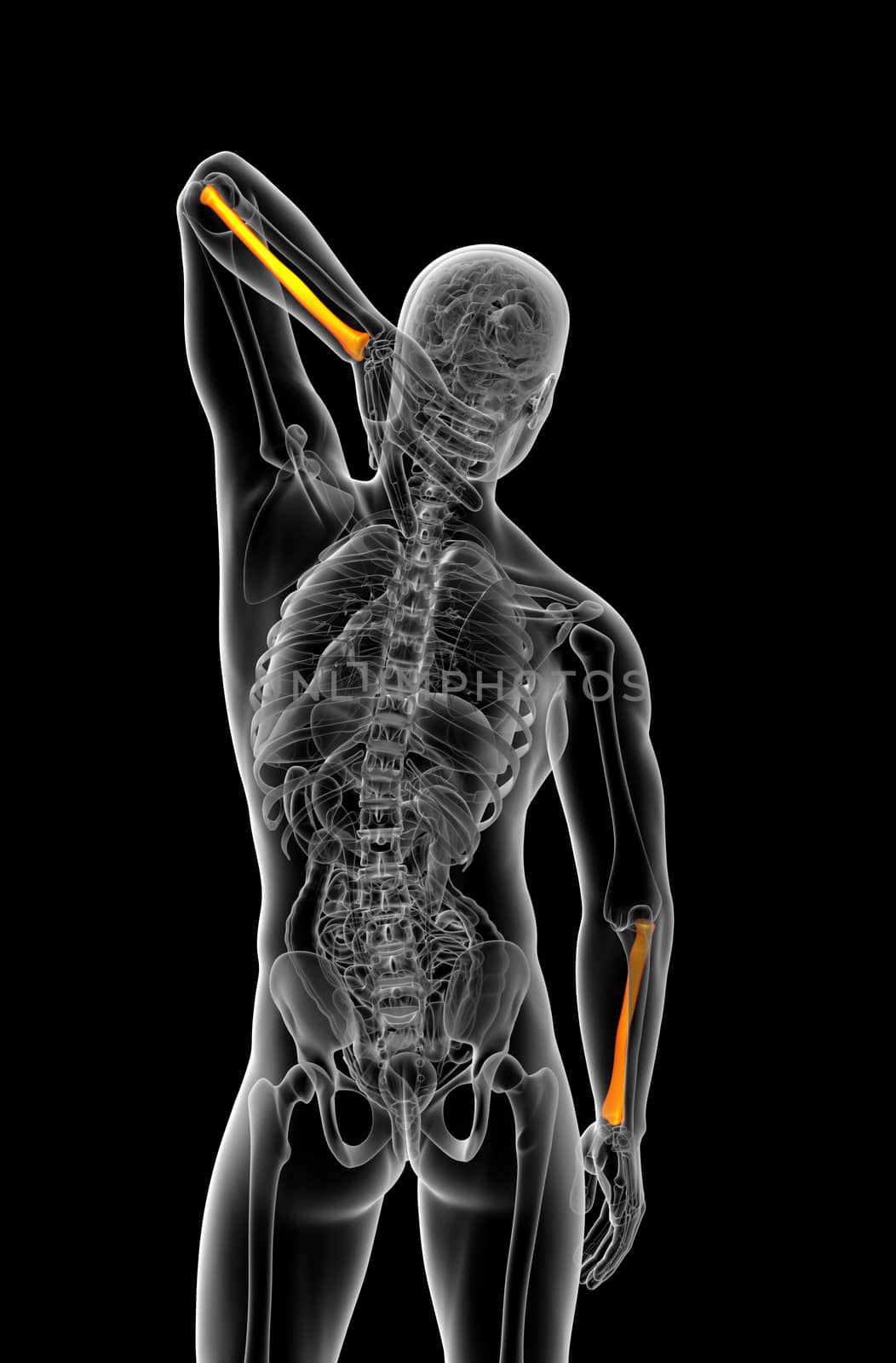 3d render medical illustration of the radius bone - back view