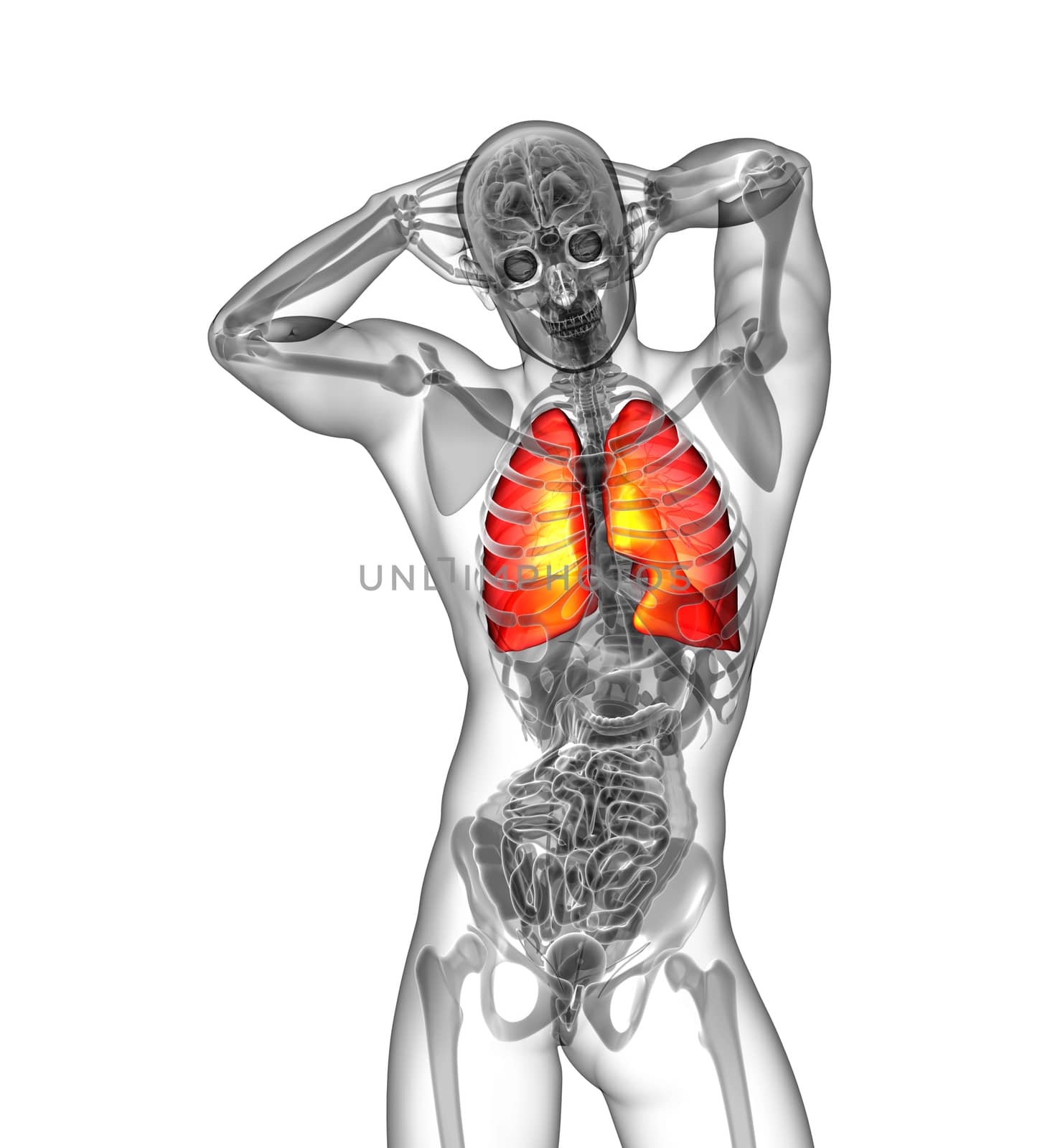 3d render illustration of the human lung - front view