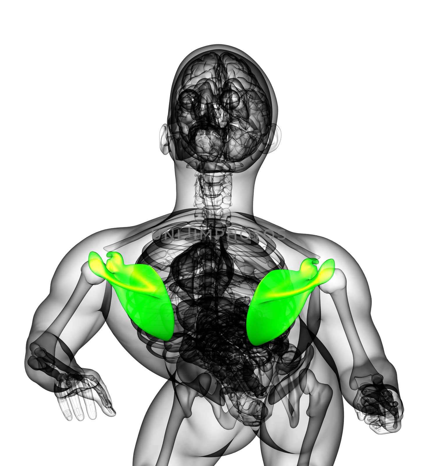 3d render medical illustration of the scapula bone - top view