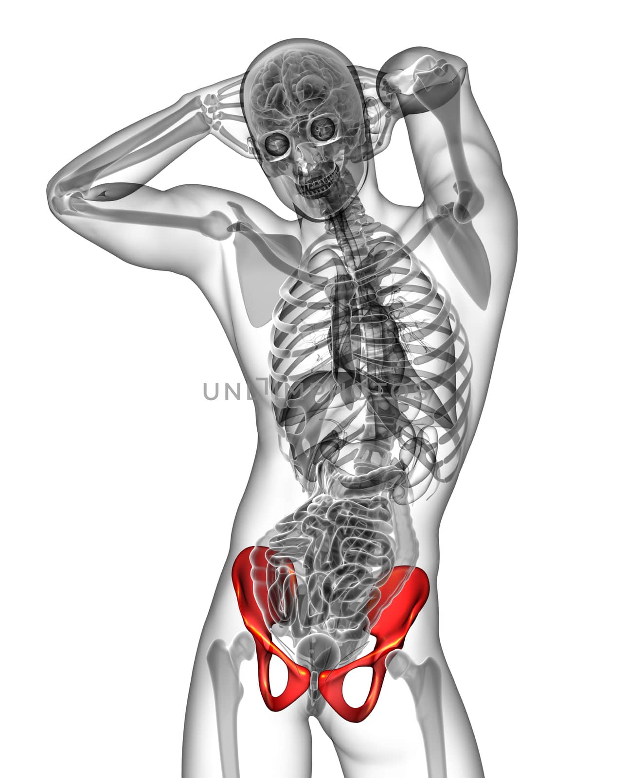 3d render medical illustration of the pelvis bone - front view