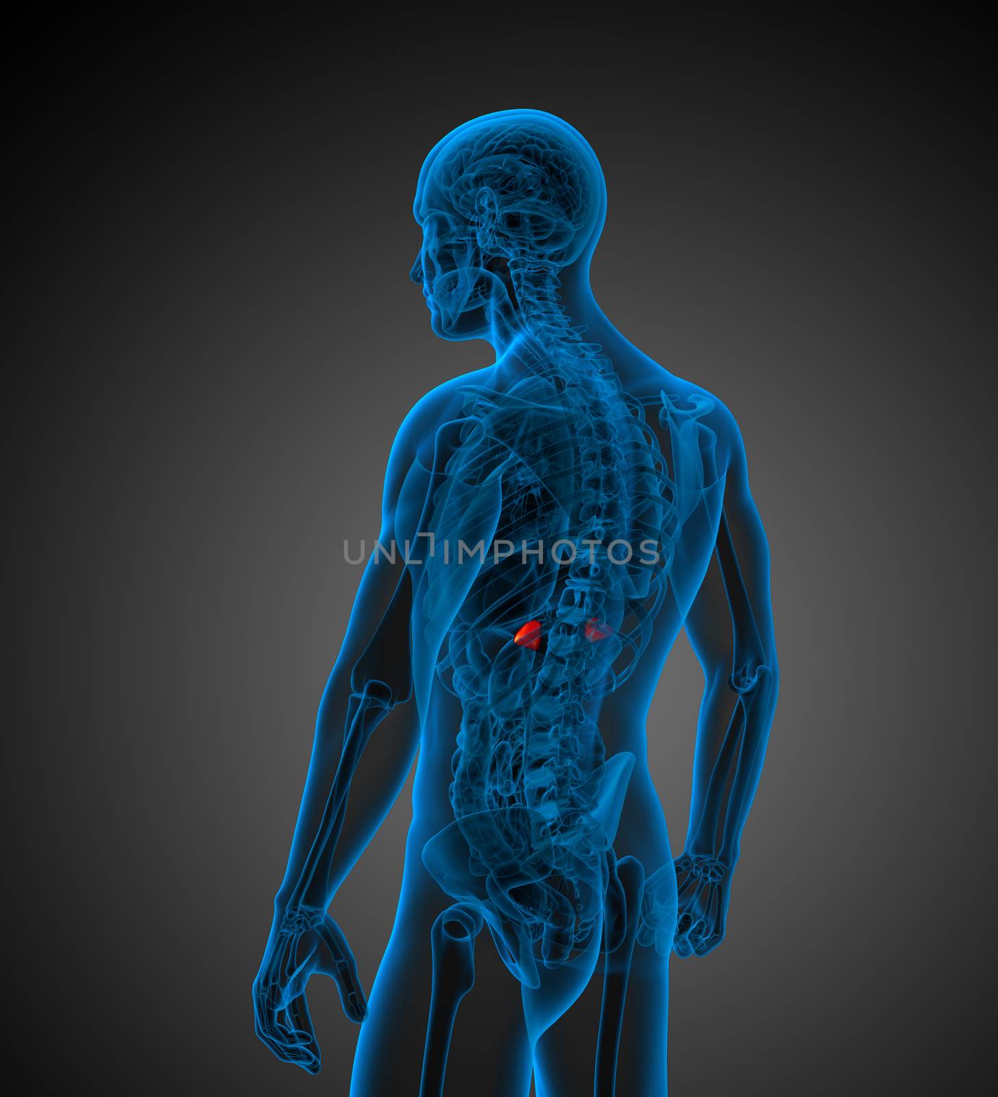 3d render medical illustration of the adrenal - side view
