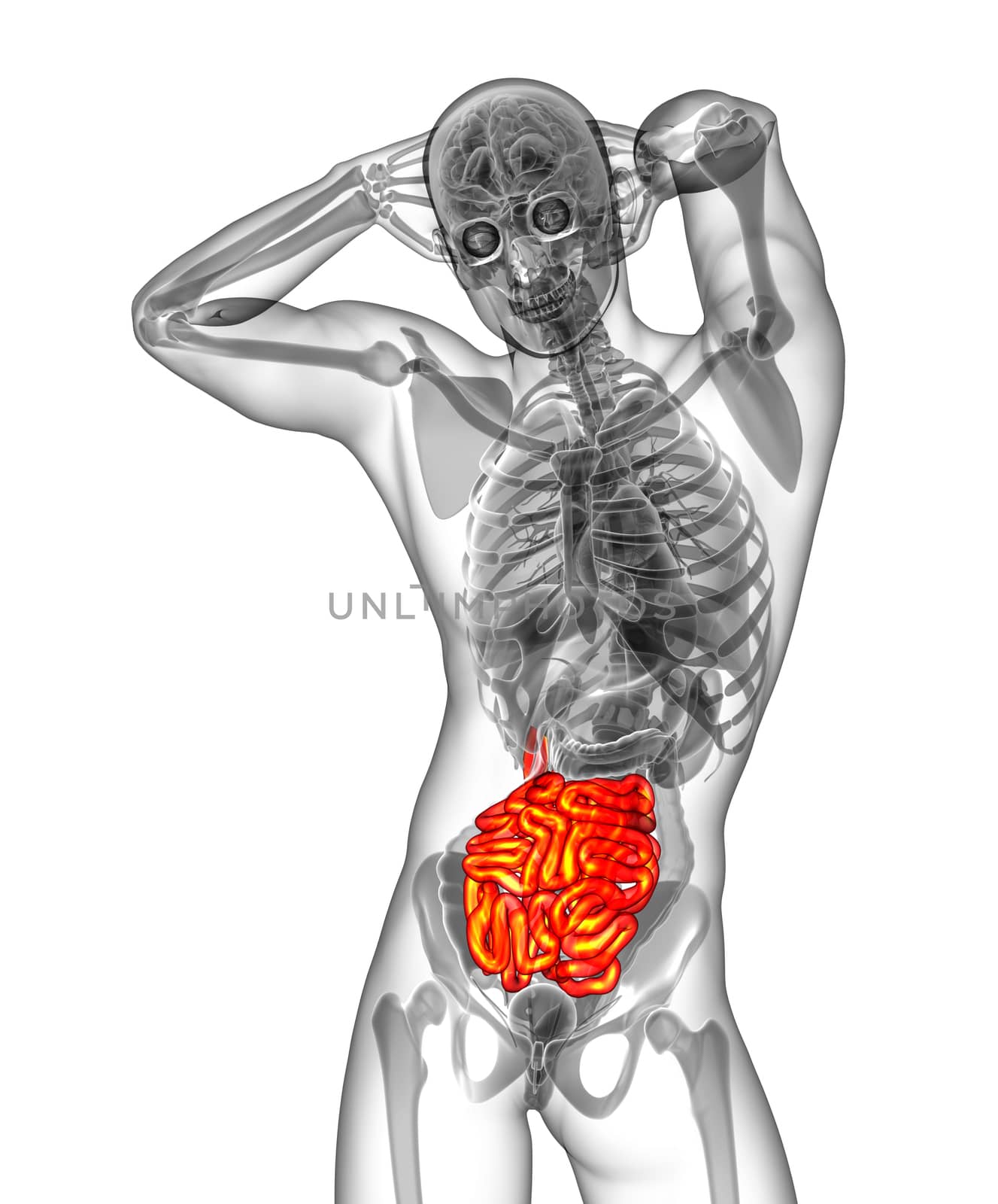 3d render medical illustration of the small intestine - front view