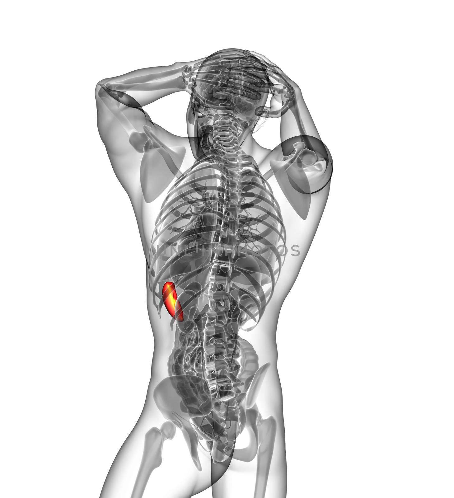 3d render medical illustration of the spleen - back view