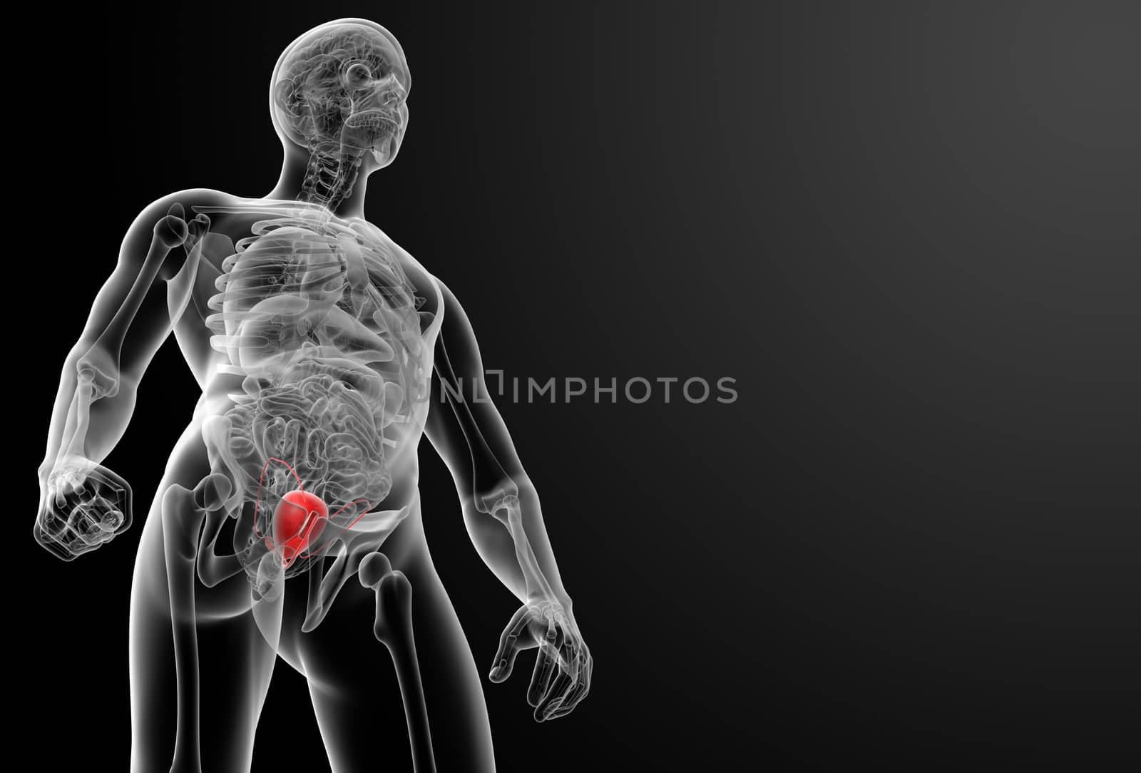 3d render bladder anatomy - front view