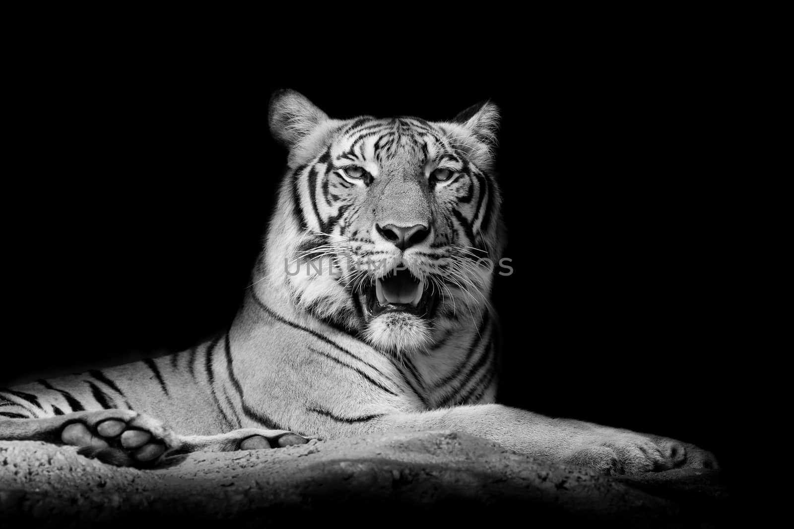 Black and White Close up tiger by art9858
