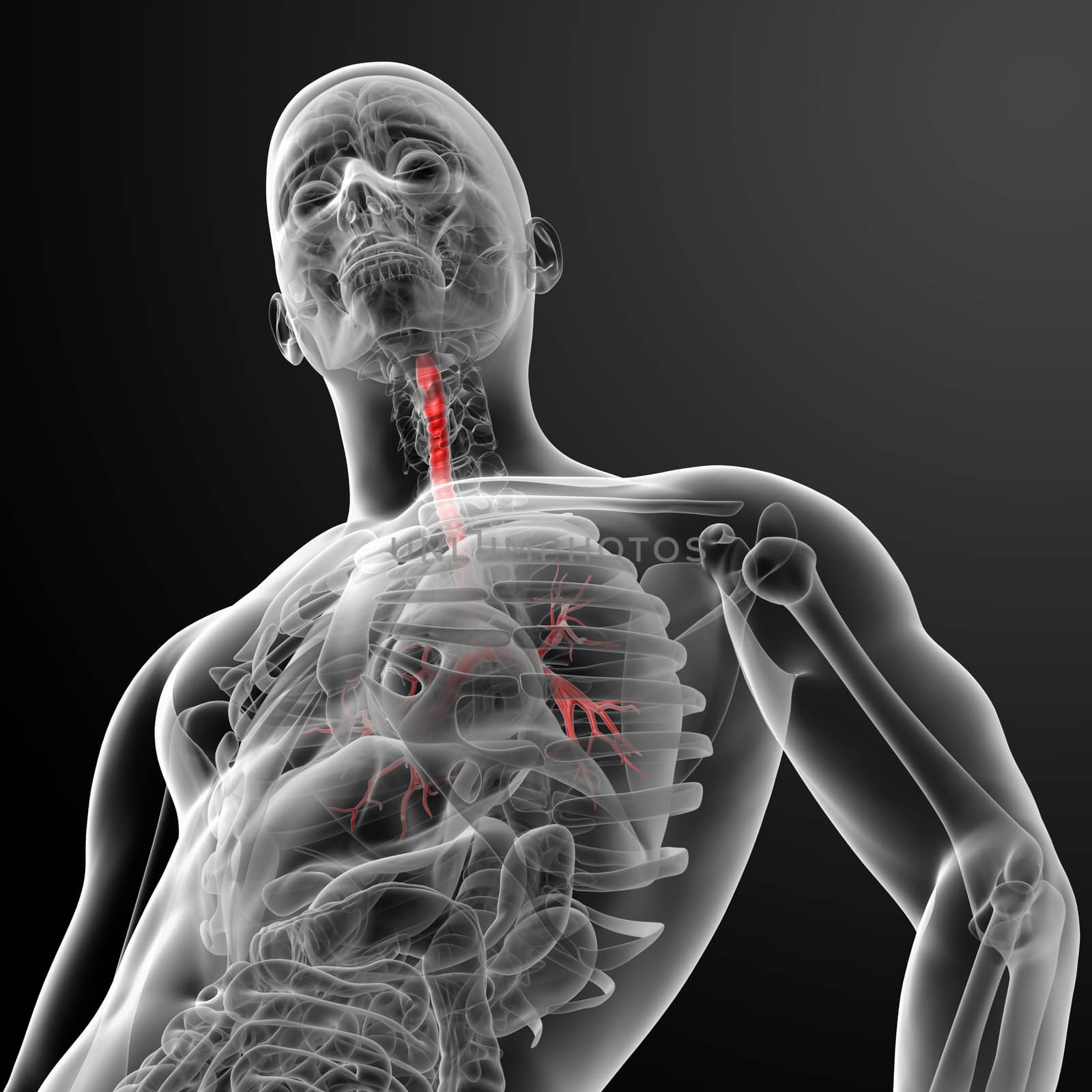 3d render lungs with visible bronchi - bottom view