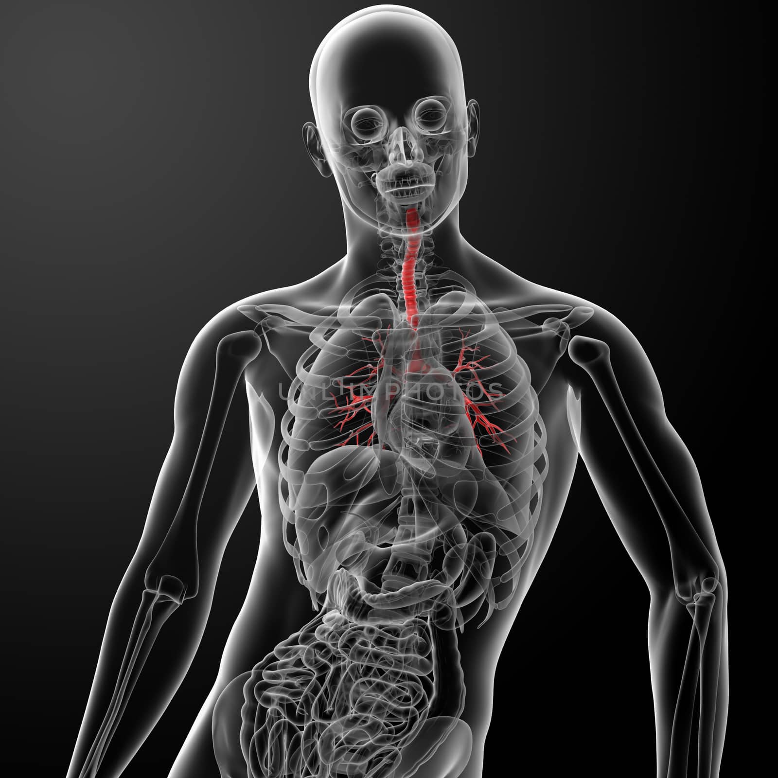 3d render lungs with visible bronchi - front view