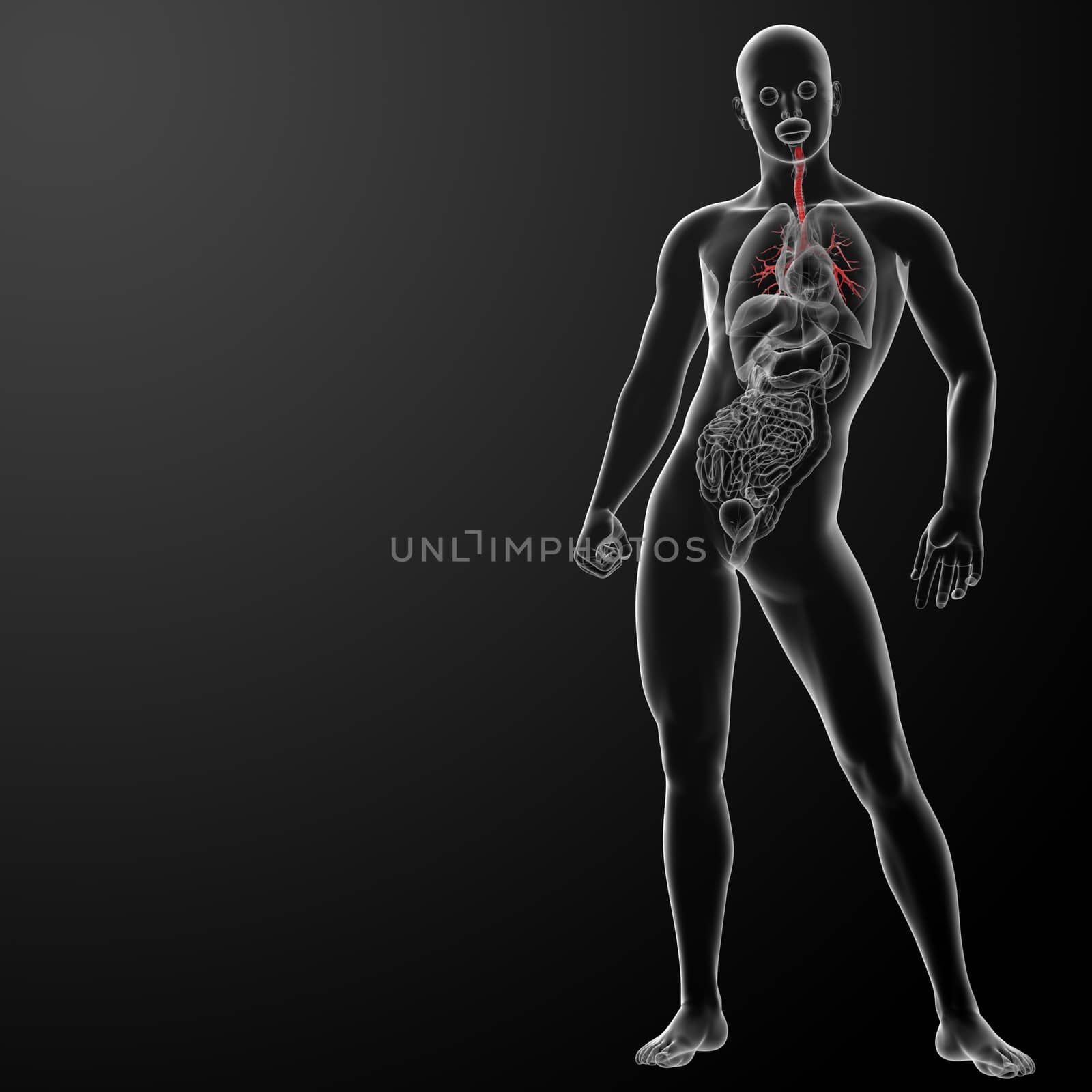  3d render lungs with visible bronchi