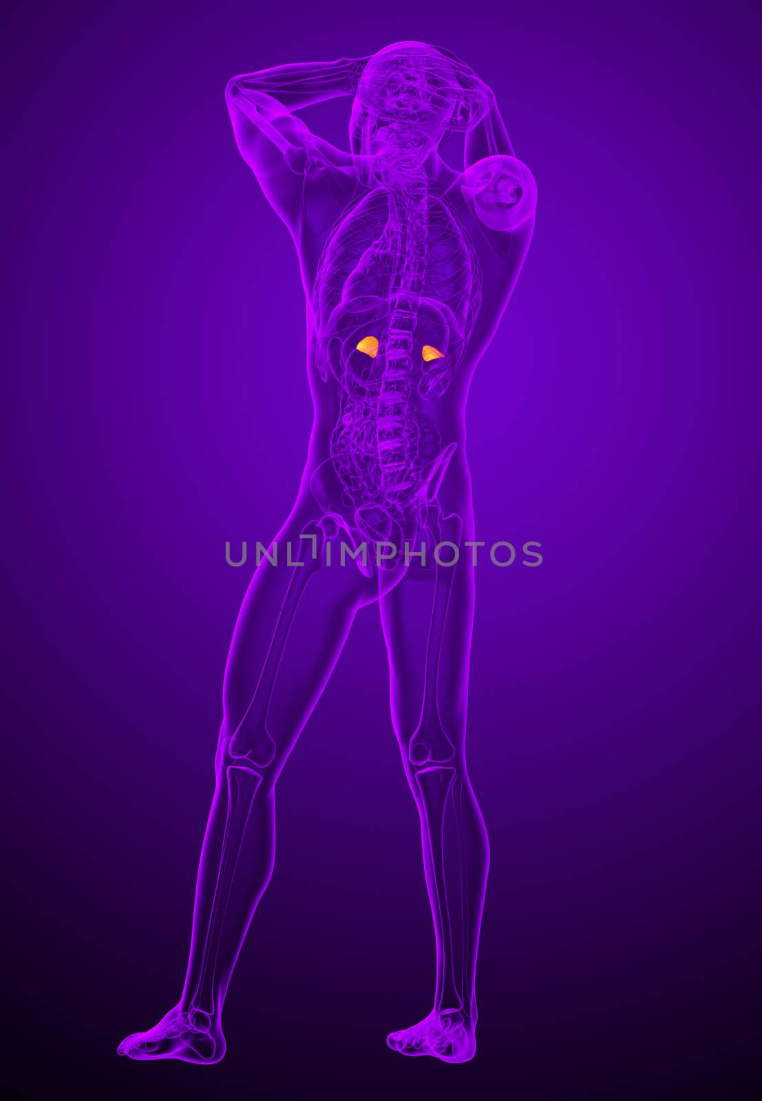 3d render medical illustration of the human adrenal glands - back view