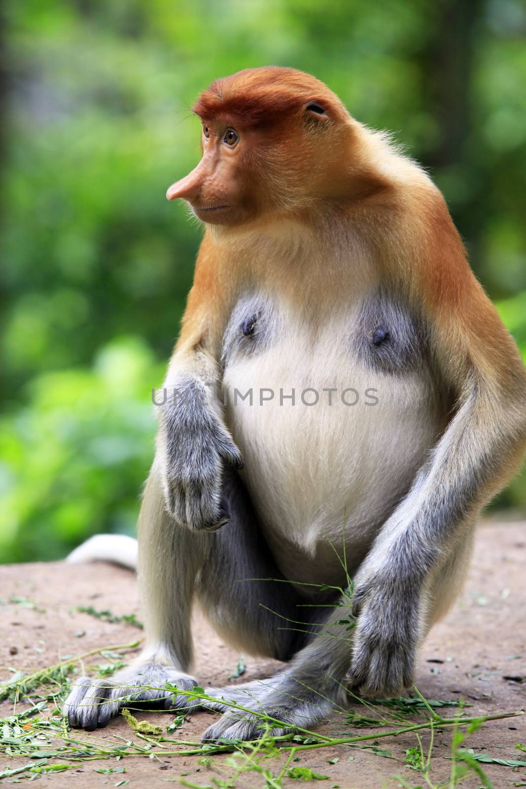 Proboscis Monkeys, Nasalis larvatus, or long-nosed monkeys, the worlds most endangered primates, are endemic to the mangrove forests of the Southeast Asian island of Borneo. 
Proboscis Monkey Sanctuary, Sandakan, Sabah, Malaysia.