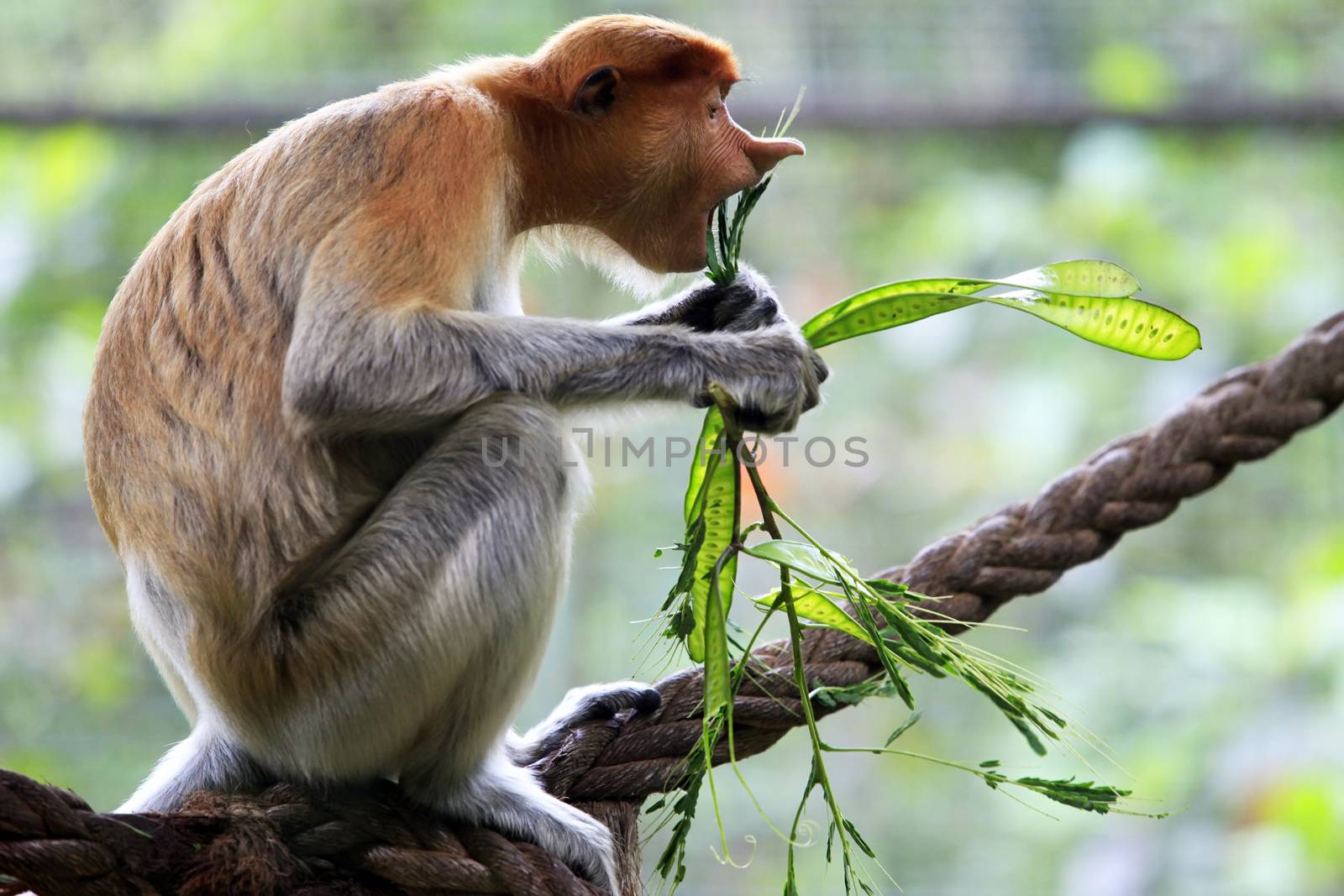 Proboscis Monkeys, Nasalis larvatus, or long-nosed monkeys, the worlds most endangered primates, are endemic to the mangrove forests of the Southeast Asian island of Borneo. Proboscis Monkey Sanctuary, Sandakan, Sabah, Malaysia.