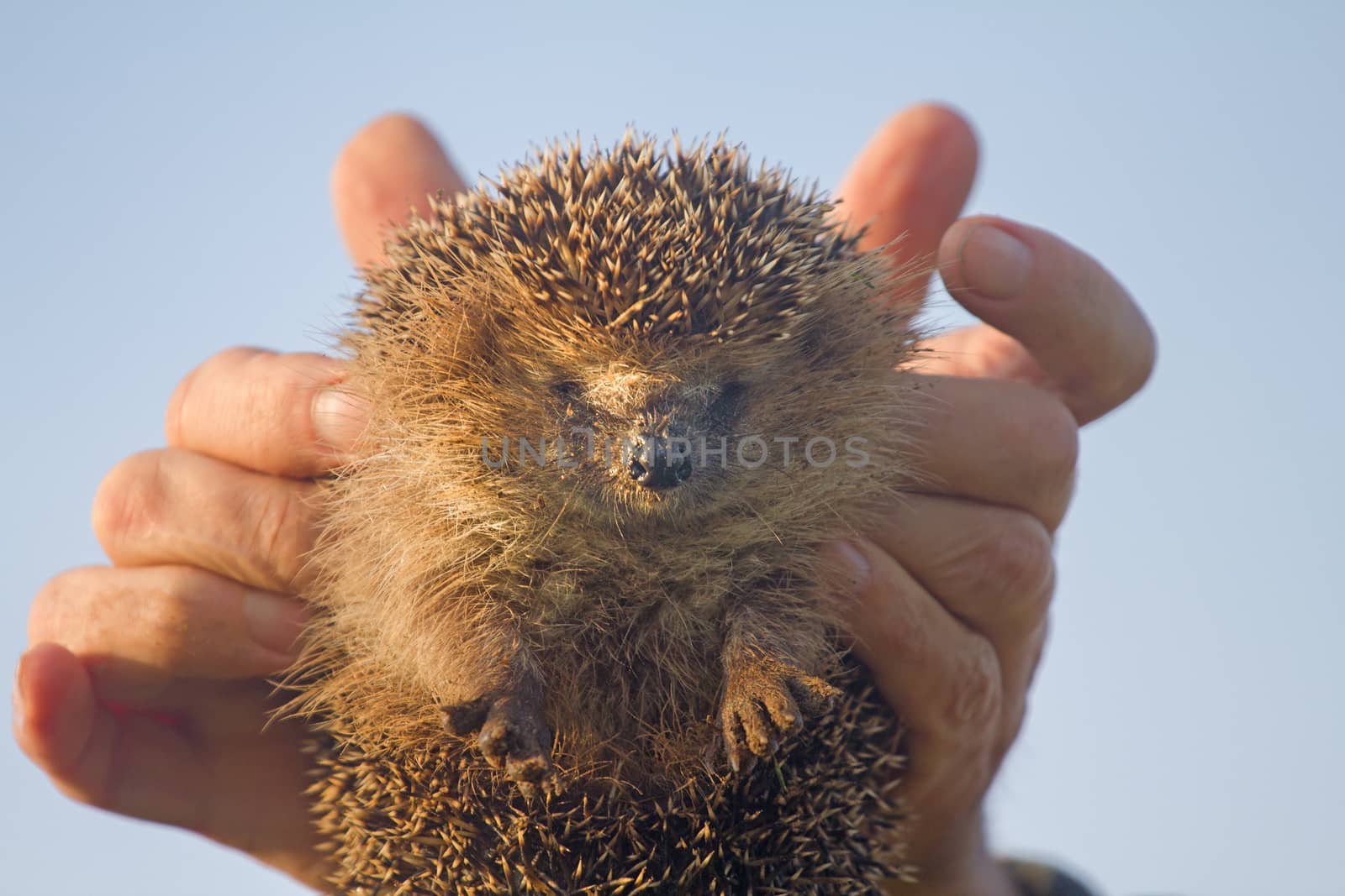hedgehog prickly needles in palms