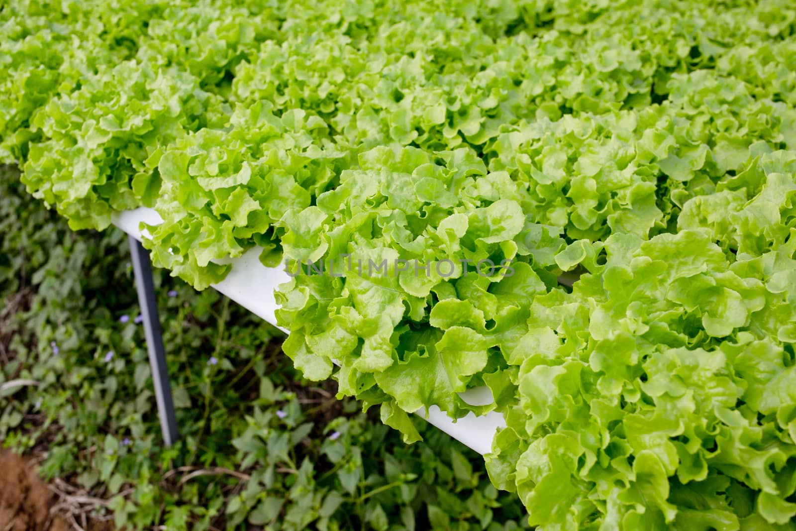 Organic hydroponic vegetable cultivation farm.