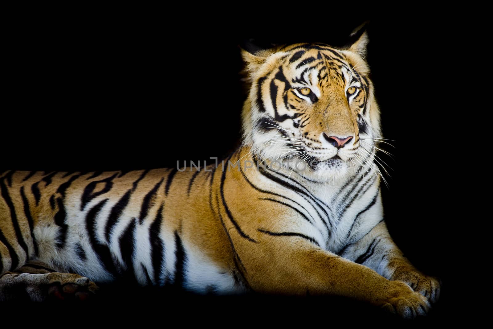 Grand Tiger by art9858