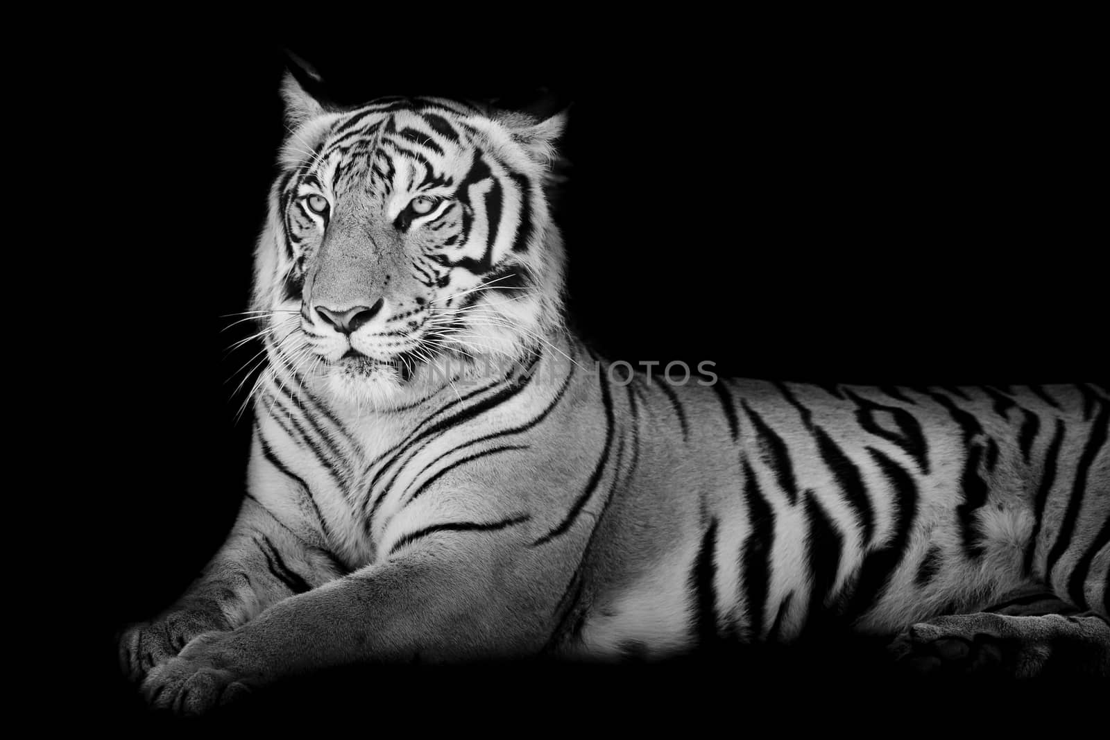 Black and White grand Tiger by art9858