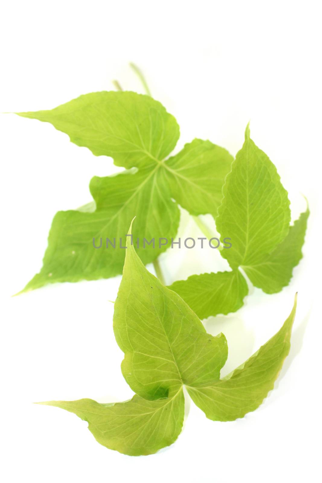 Chinese medicinal herb "Ban Xia" in front of white background