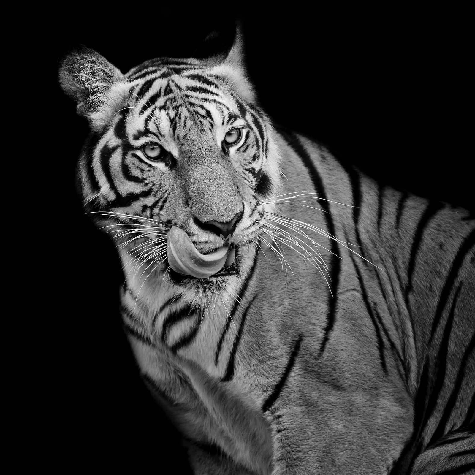 Black and White Tiger hungry