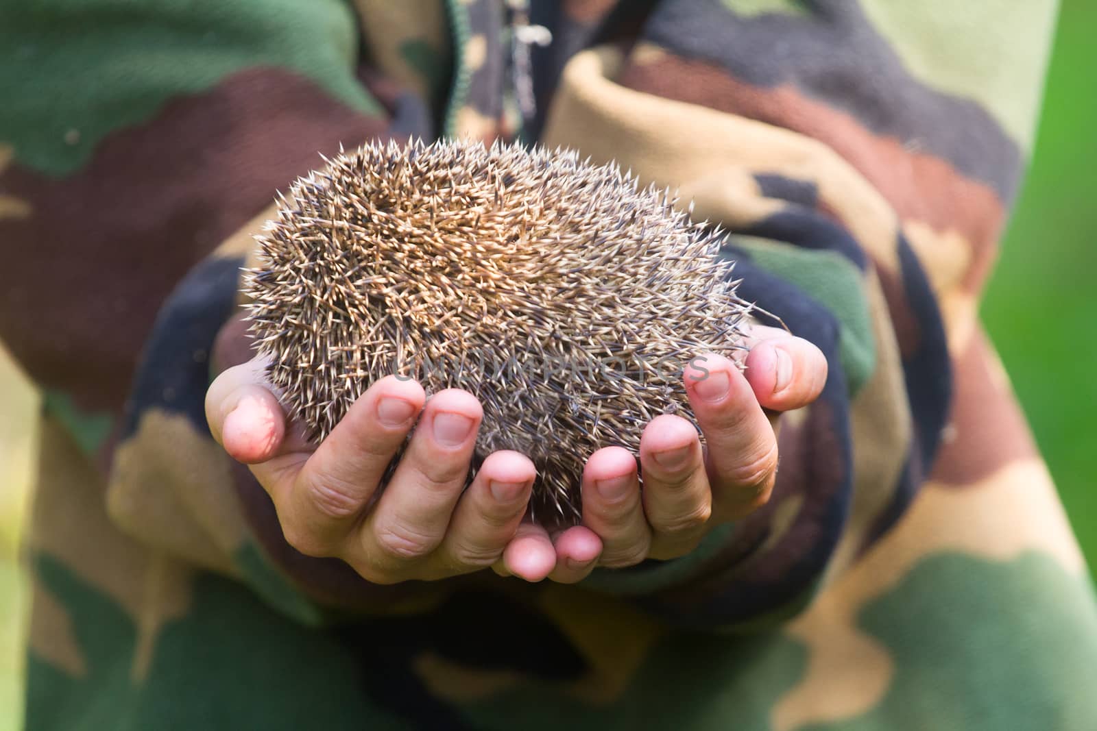 hedgehog prickly needles in palms