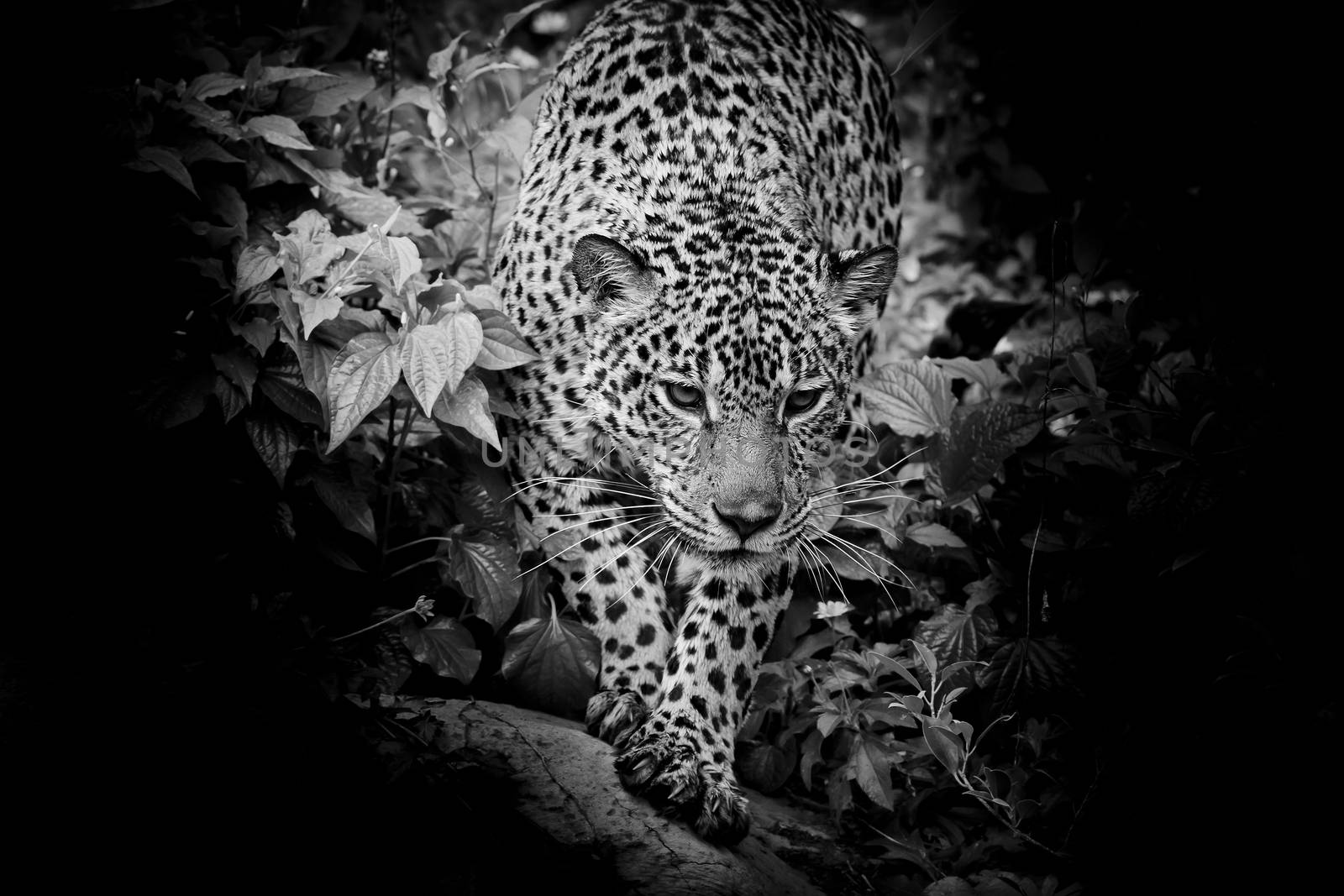 Black and white Jaguar walking in the forrest