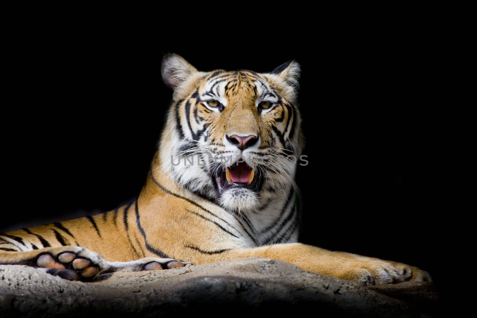 Close up tiger by art9858
