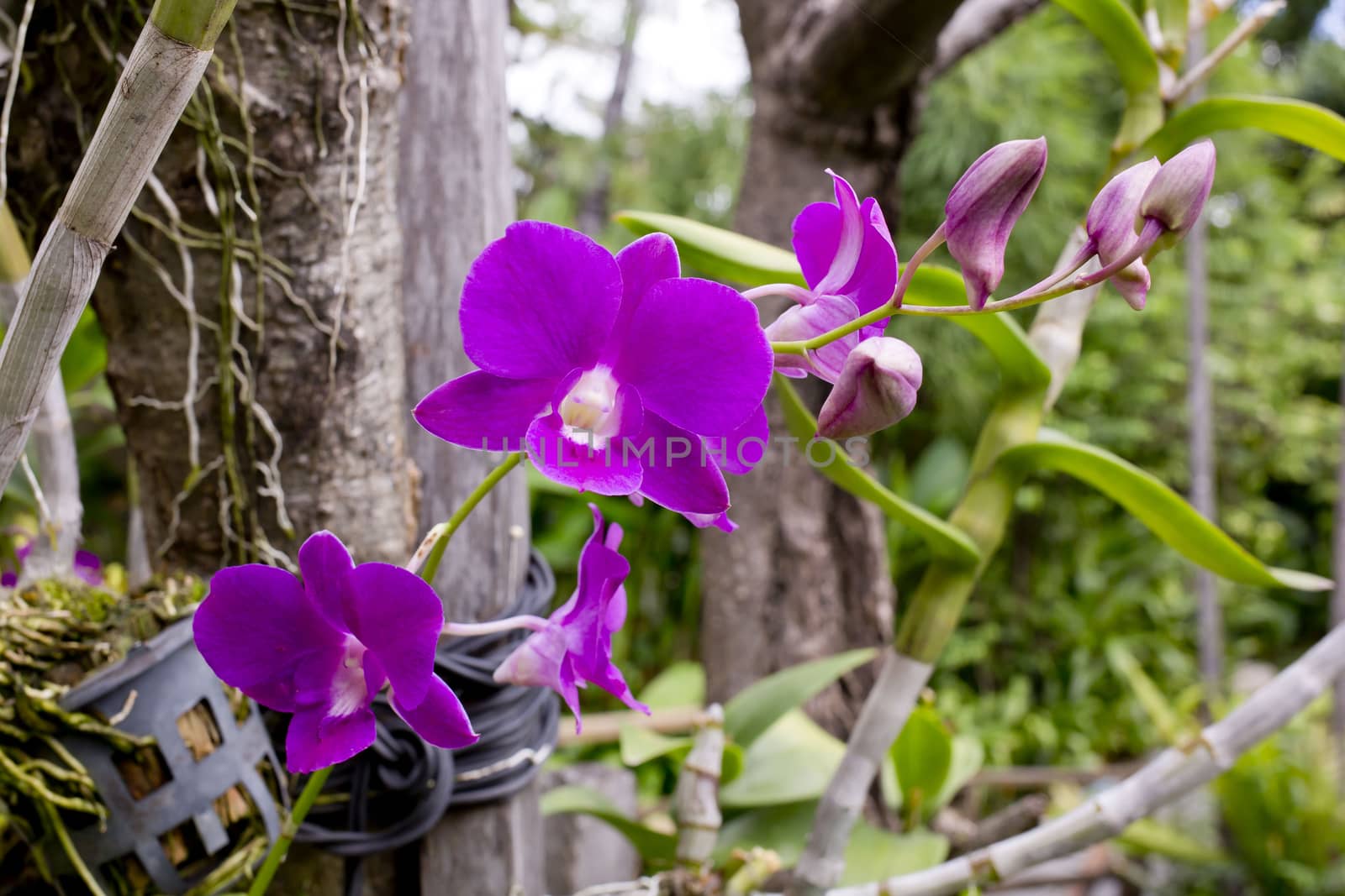 Purple orchid by art9858