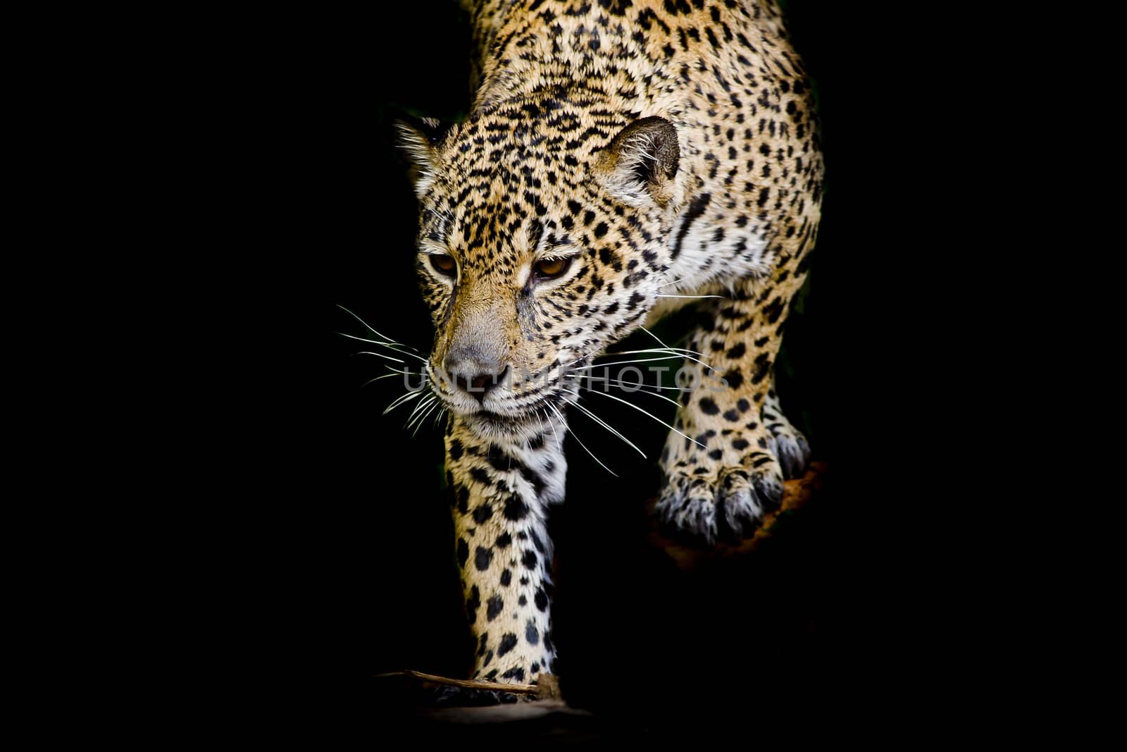 close up Jaguar Portrait