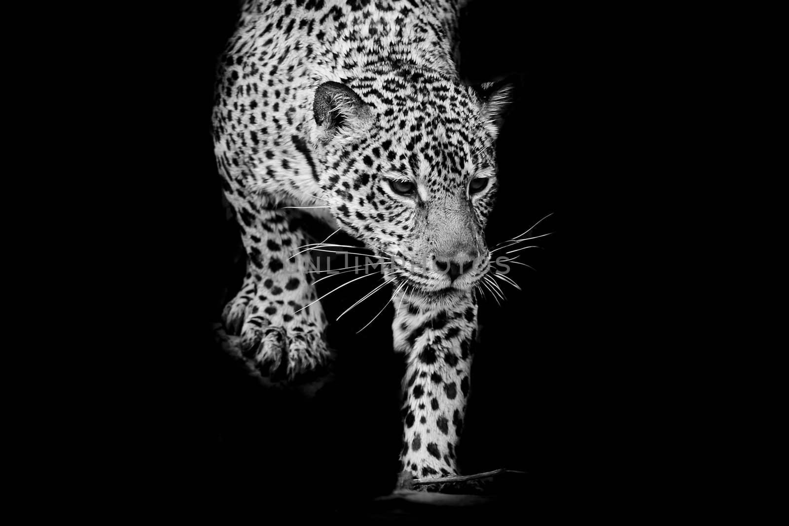 close up black and white Jaguar Portrait