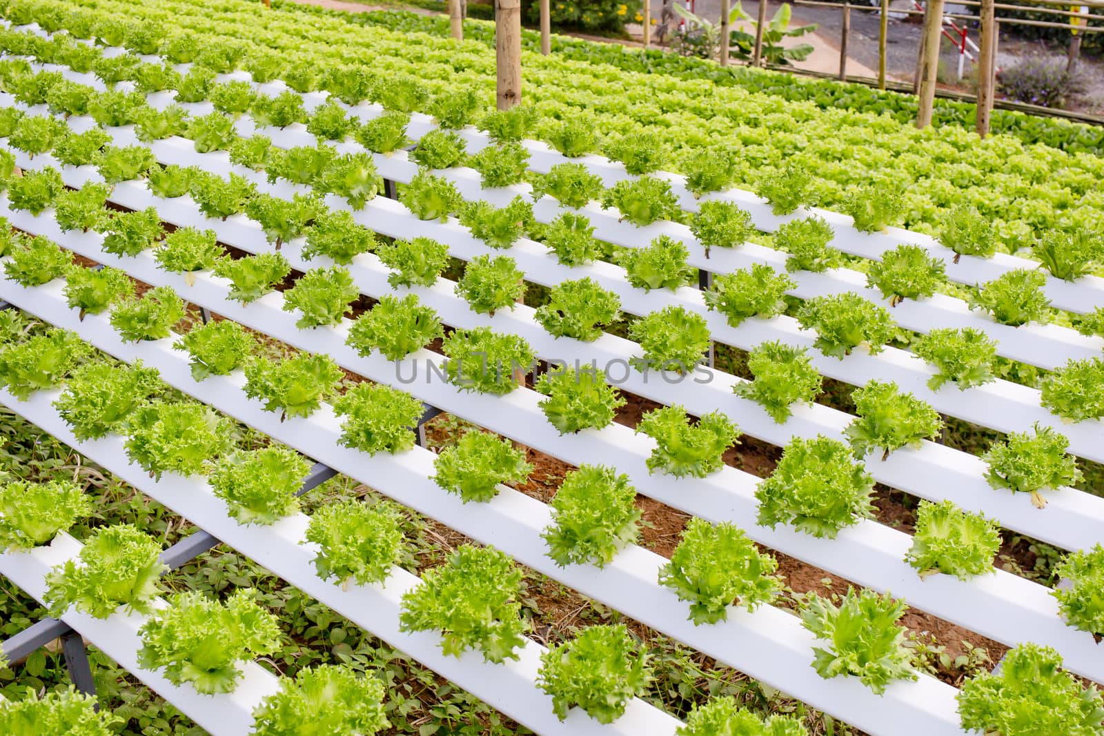 Organic hydroponic vegetable cultivation farm.