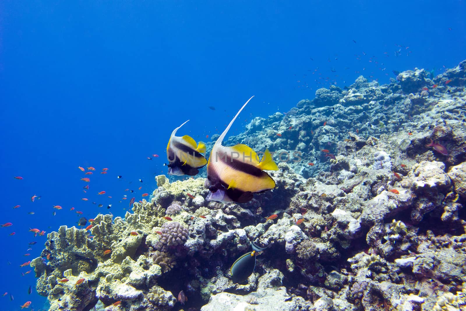 colorful coral reef with exotic fishes at the bottom of tropical by mychadre77