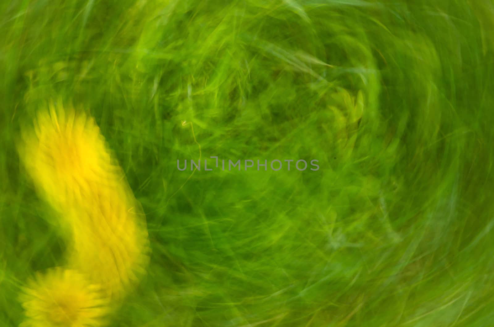 Blur green grass background with blur yellow dandelion bloom, easter background.