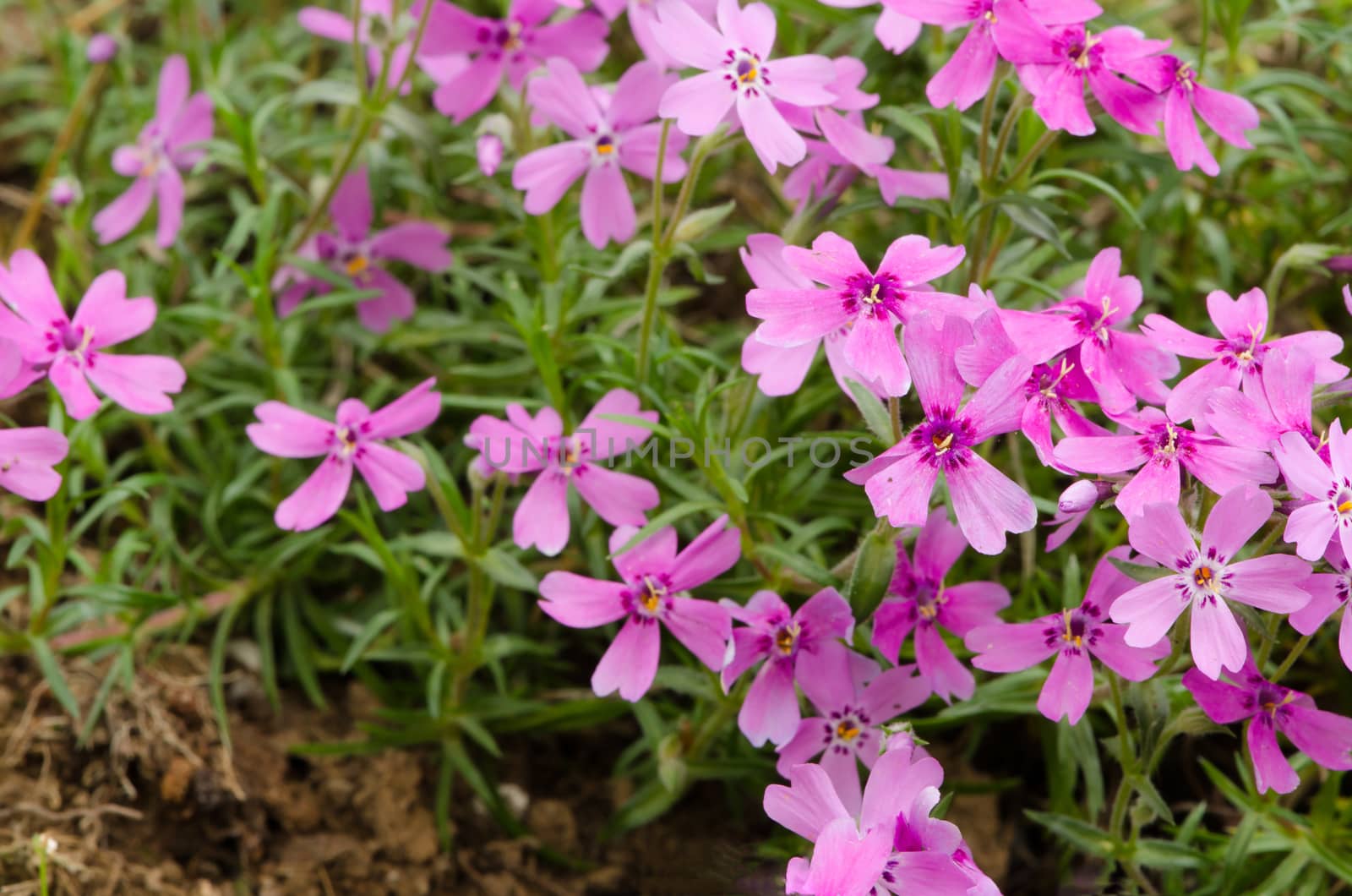 Detail of alpine plant with pink blooms.
