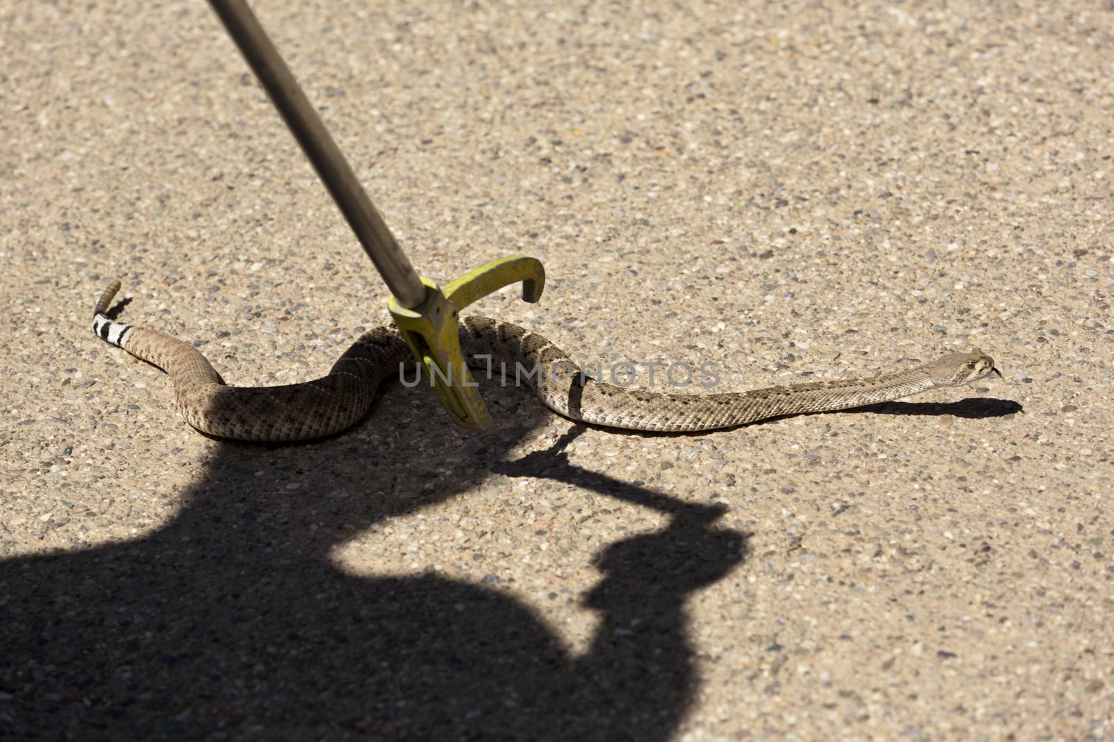 Rattlesnake being captured with professional snake handling tool on cement of Arizona Sonora Desert Museum in Tucson, Arizona