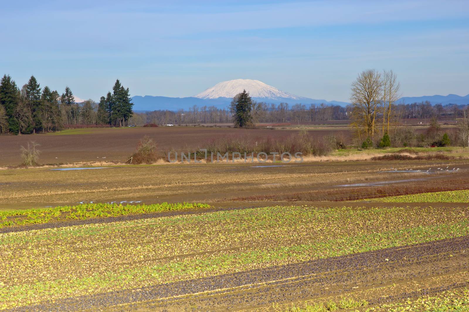 Mt. St. Helens and farm fields Oregon. by Rigucci