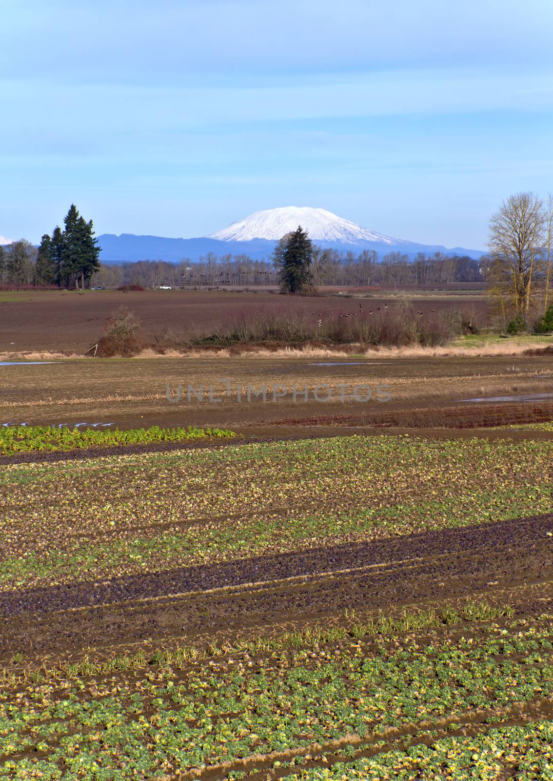 Mt. St. Helens and farm fields Oregon. by Rigucci