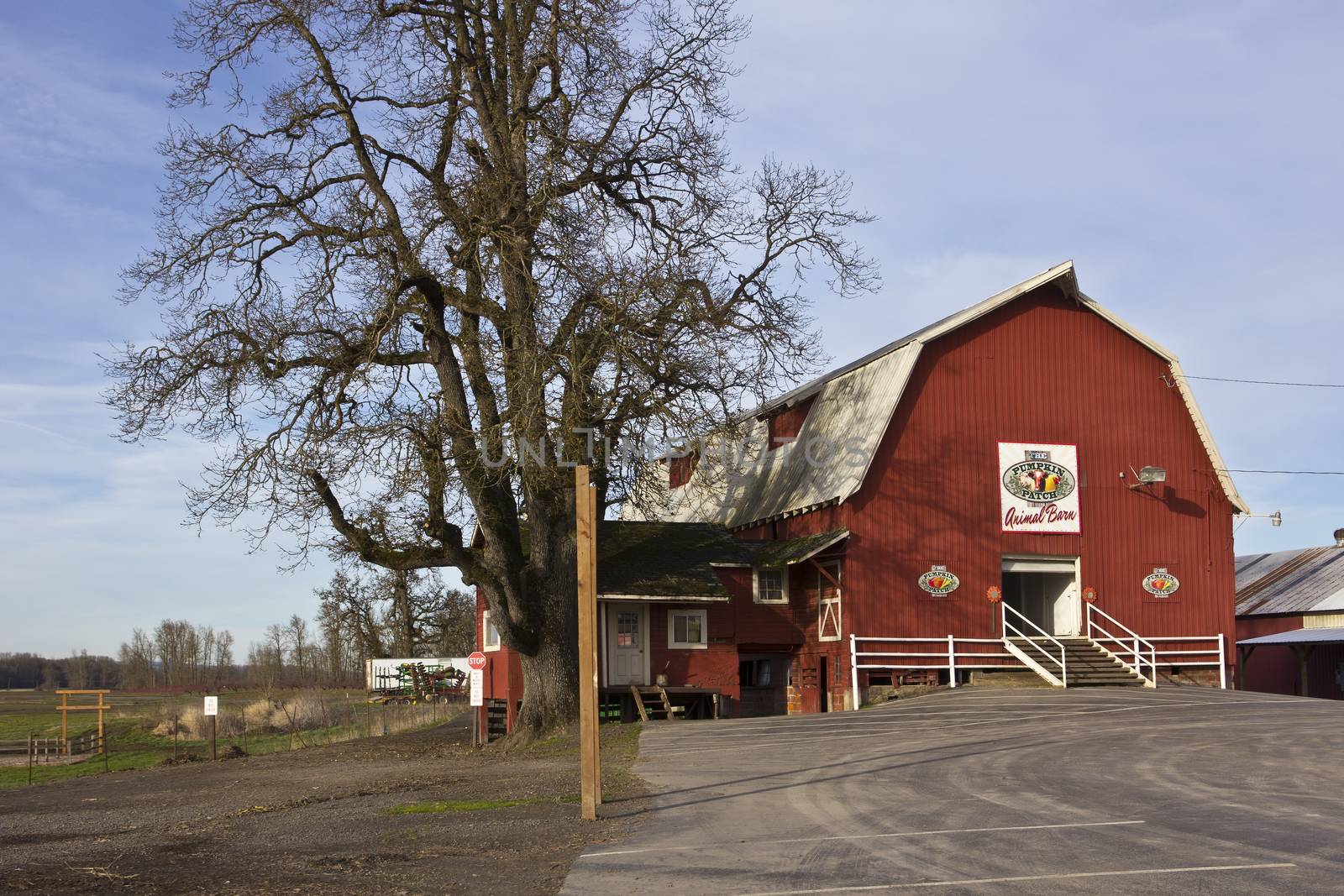 Animal barn shed and a large tree Suvie Island Oregon.