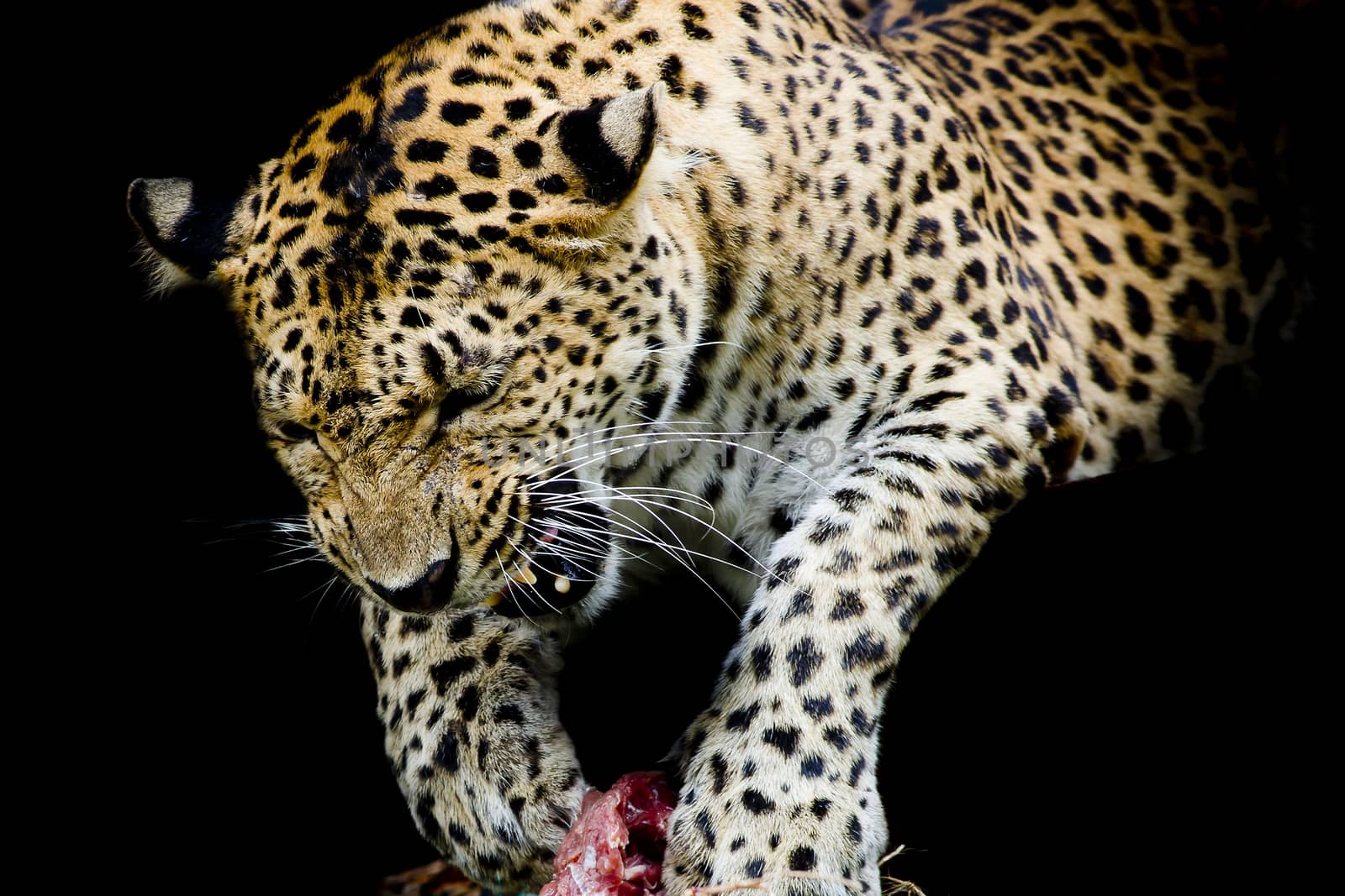 Leopard portrait by art9858