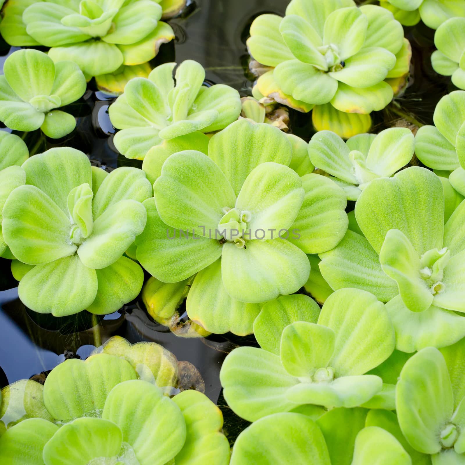 background of Pistia stratiotes Linn.-water plant