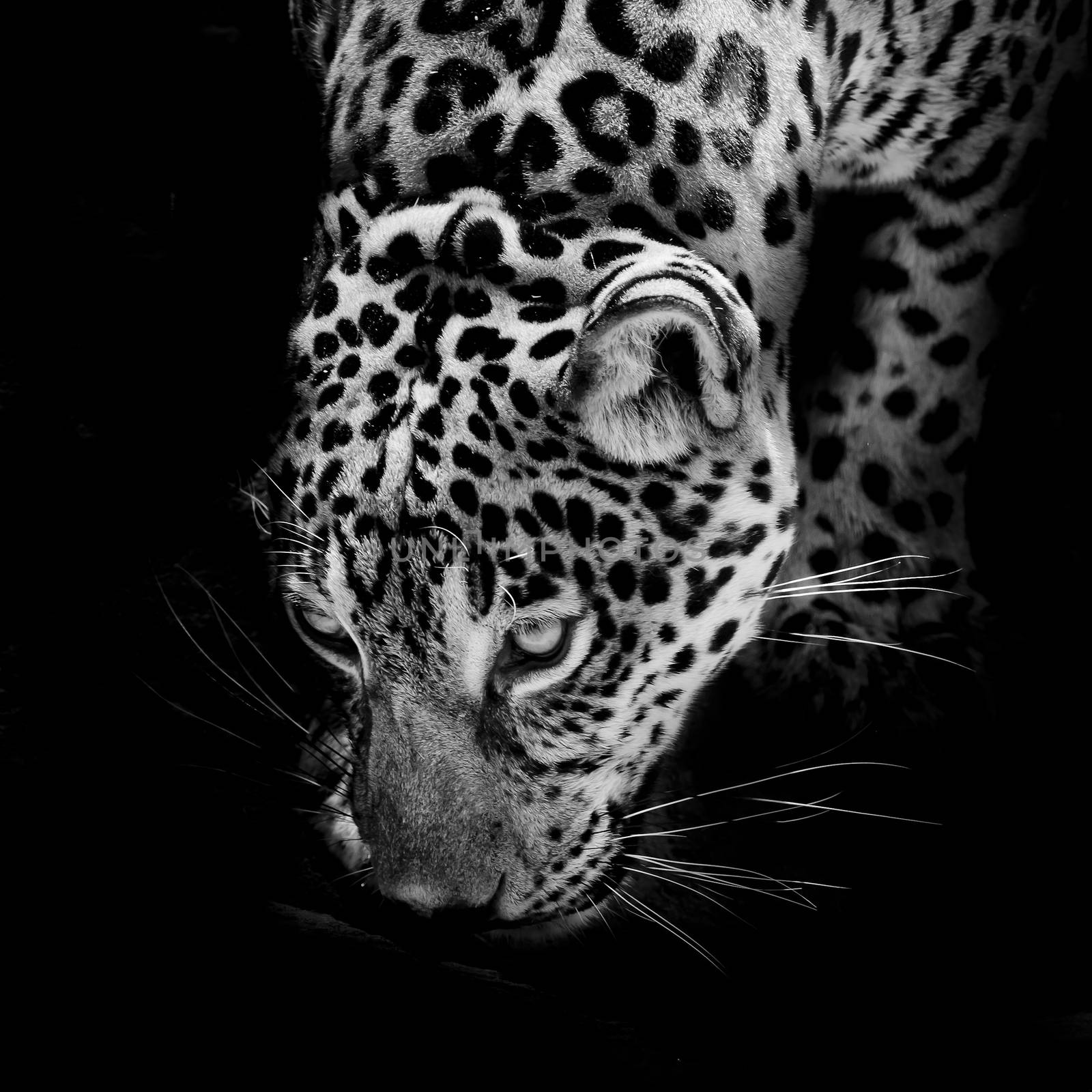 Jaguar portrait